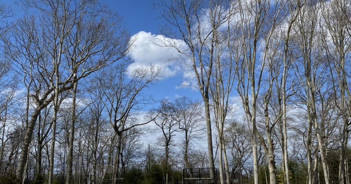 Go Public Gardens Days | Native Trees