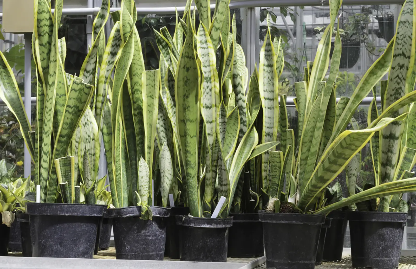 Potted snake plants %28botanical name Sansevieria trifasciata%29%2c also known as mother-in-laws tongue %28poisonous if ingested%29%2c an ornamental native to tropical western Africa%2c on table in greenhouse.jpeg