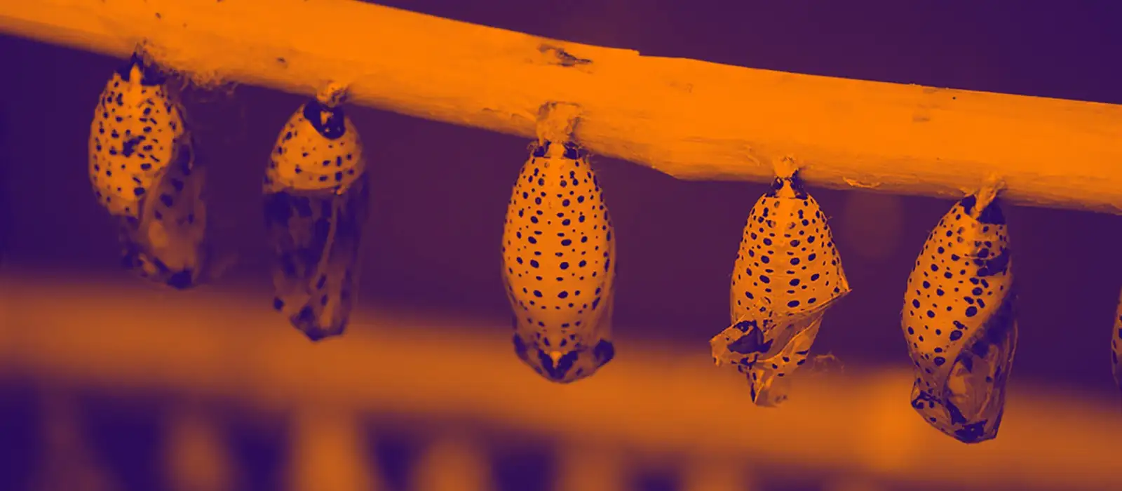 digital trasformation.jpg