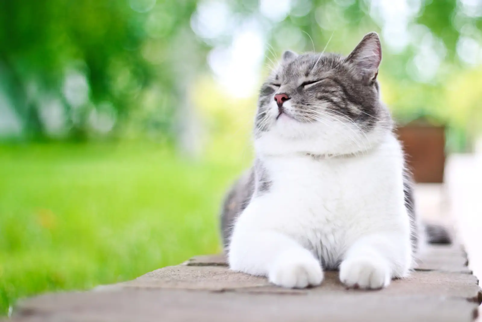 Cute cat enjoying himself outdoors.-1.jpeg