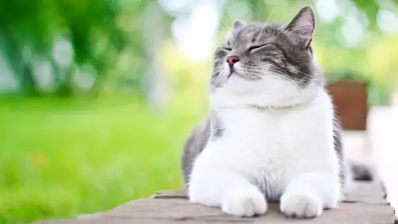 Cute cat enjoying himself outdoors.-1.jpeg