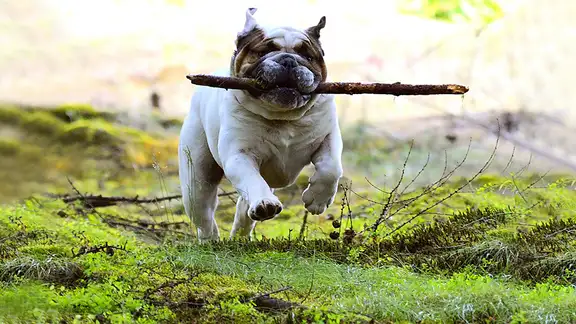 dog.jpg