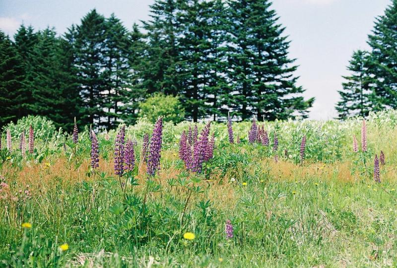 Hokkaido Bikepacking Journal