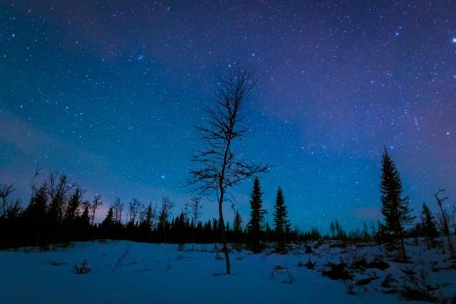 A bare birch silhouetted against a deep blue, star-filled sky over snow, with spruce tops along the horizon.