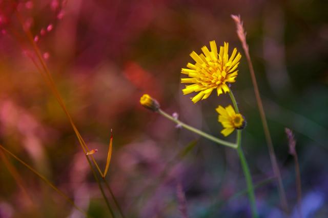 A yellow hawkweed flower and an unopened bud, backlit against a blurred meadow of reds and purples.