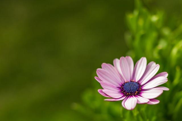 A pink marguerite with a deep blue centre, alone against a soft green background.