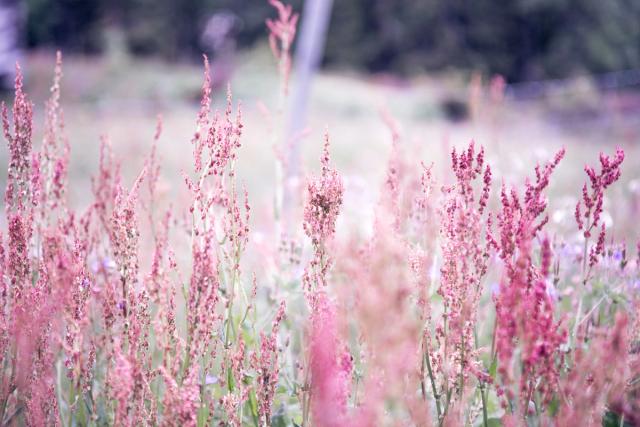 A meadow of red sorrel filling the frame, dense and slightly blurred, with dark woodland behind.