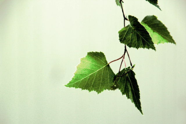 A birch twig with four green leaves hanging into an almost empty, pale green frame.