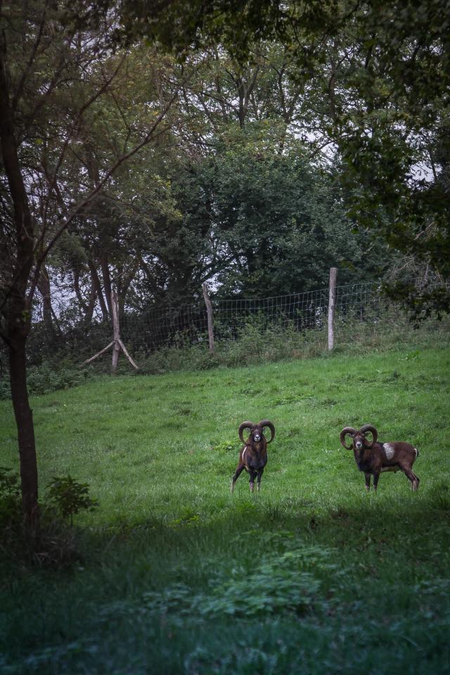 Two horned rams stand in a sloping green meadow at dusk, looking straight at the camera, a wire fence and dark trees behind them.