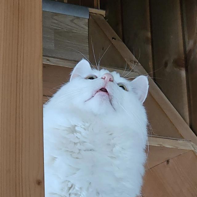 A white cat looking straight up, photographed from below against a wooden staircase.
