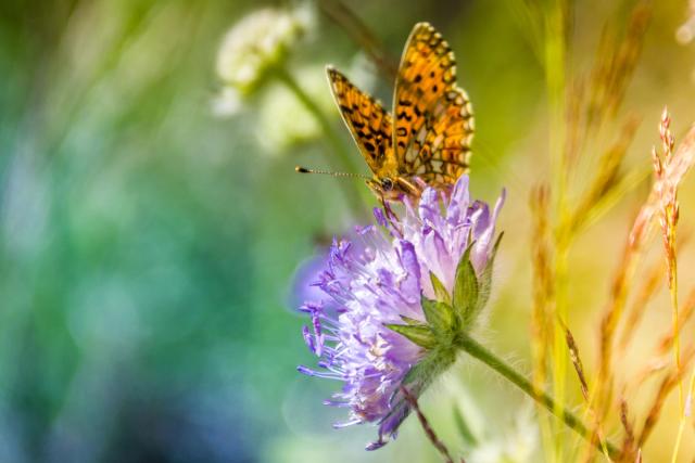 An orange and black fritillary butterfly resting on a pale purple scabious flower among sunlit grasses.