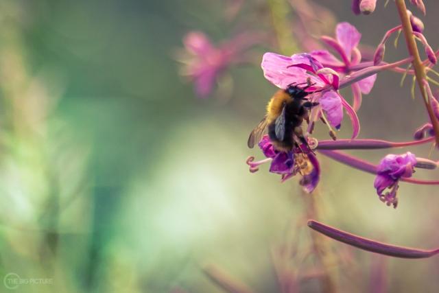 A bumblebee gripping a pink willowherb flower, the rest of the stem and the background soft and out of focus.