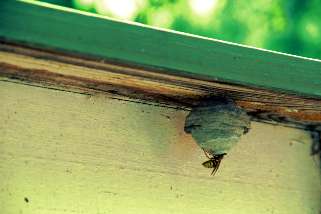 The underside of a wooden railing, a tiny wasp's nest with a wasp climbing into it.
