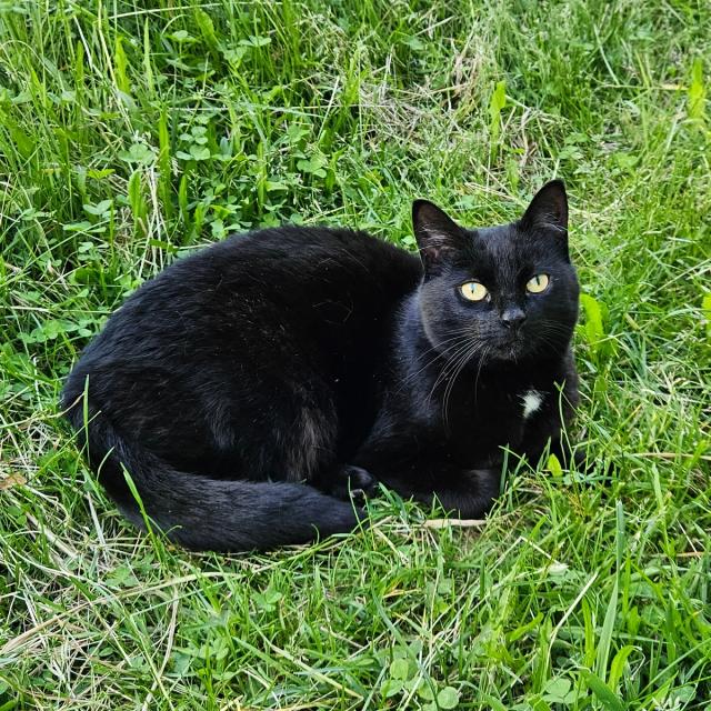 A black cat with a small white spot on her chest, laying down in green grass, looking into the camera lens.
