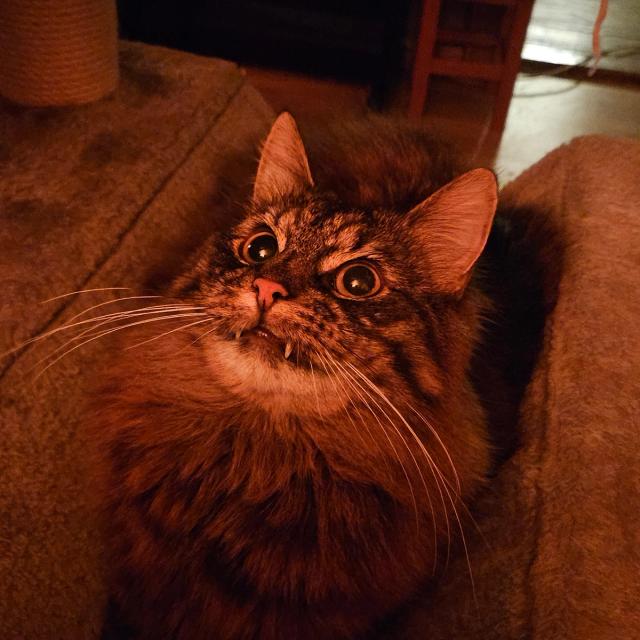 A fluffy tabby cat looking up from a cat tree, lit warm orange by a lamp.