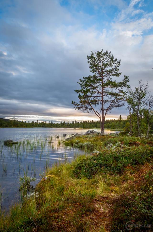 A lone pine on a low heather bank at the edge of a still lake, spruce forest and pale evening light along the far shore.