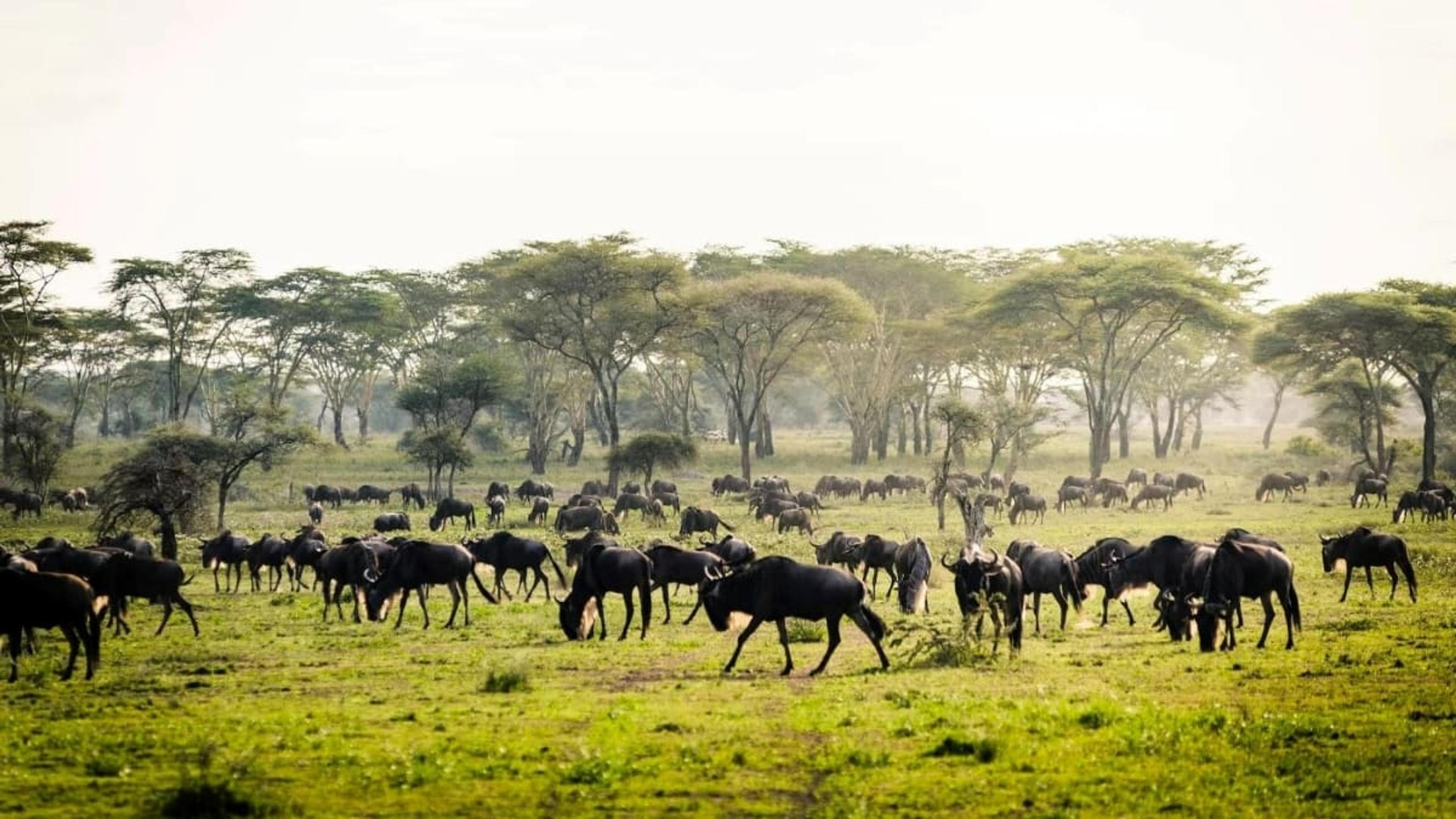 Wildebeest in Sanctuary Kichakani