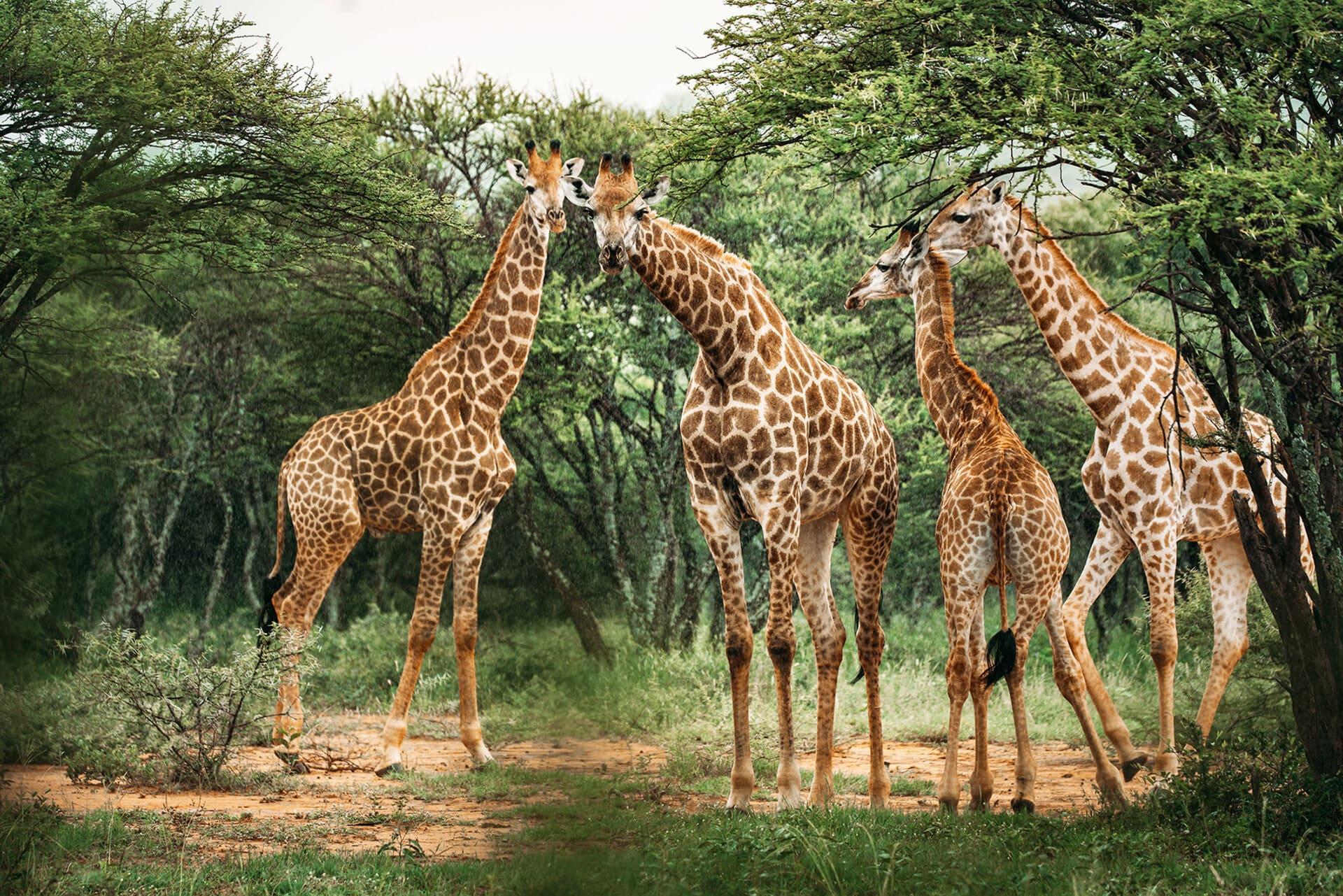 giraffes-chitwa-kruger.jpg
