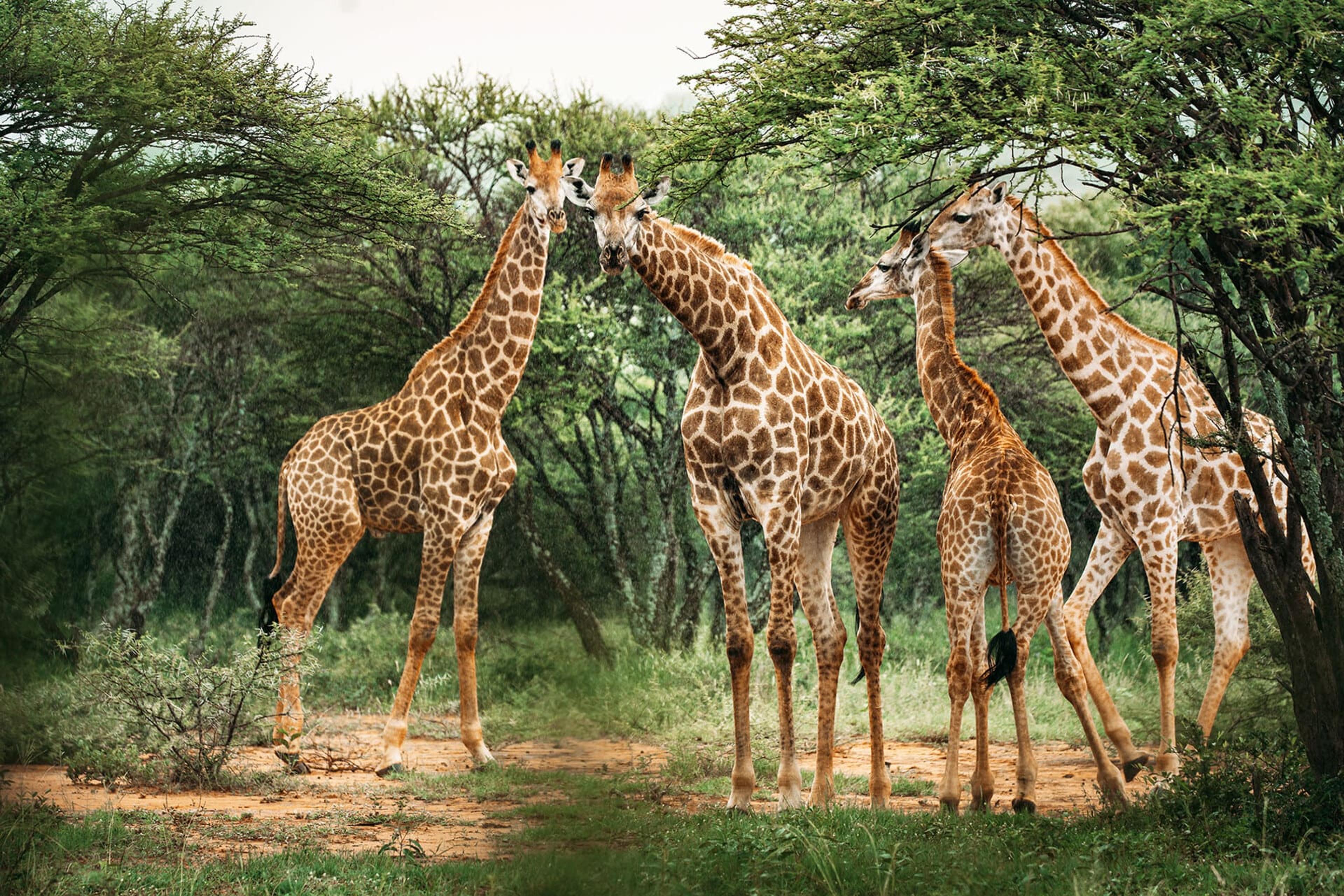 giraffes-chitwa-kruger.jpg