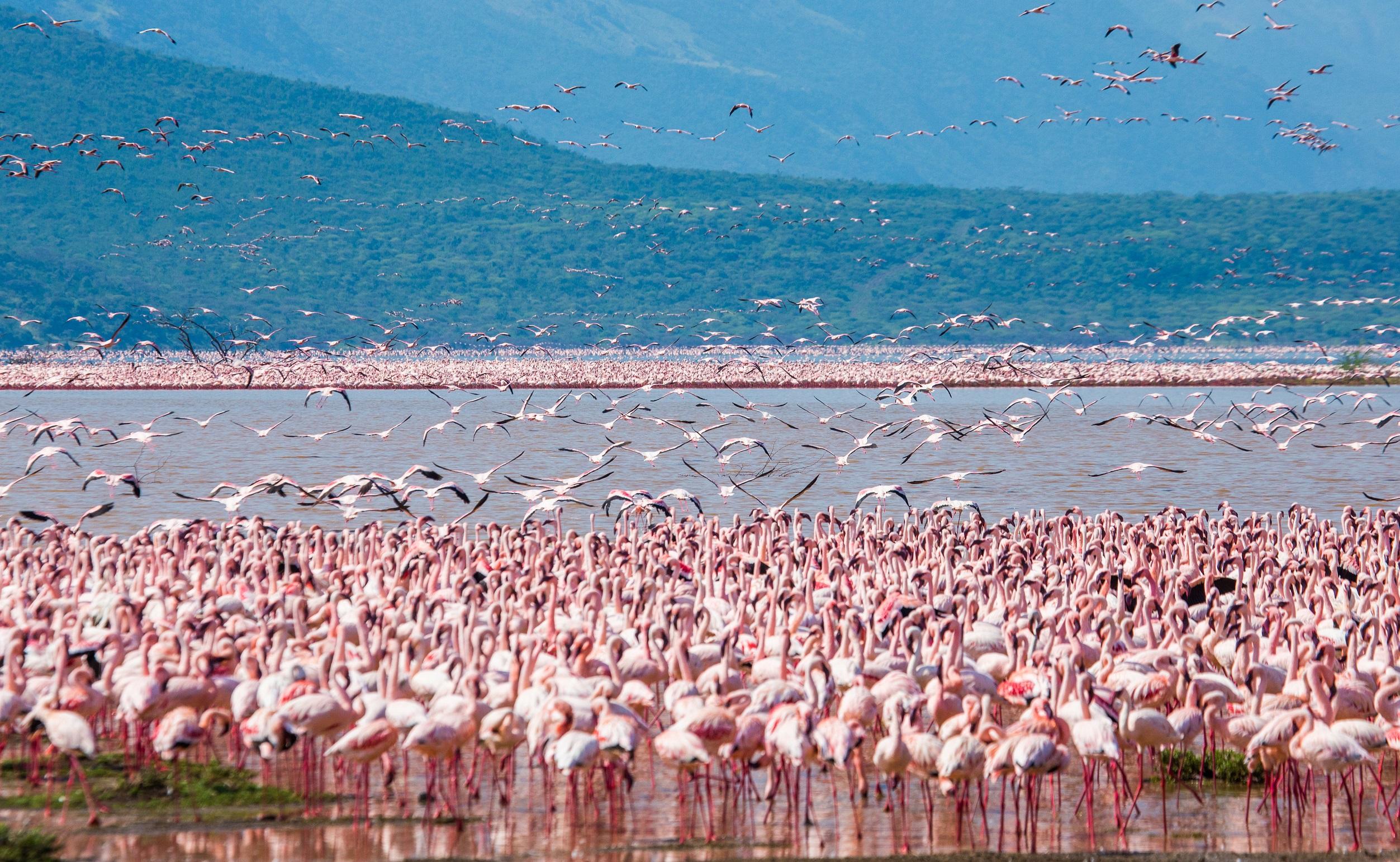 hundreds-of-thousands-of-flamingos-on-the-lake-kenya-africa-nakuru-national-park-AdobeStock_107602359.jpeg