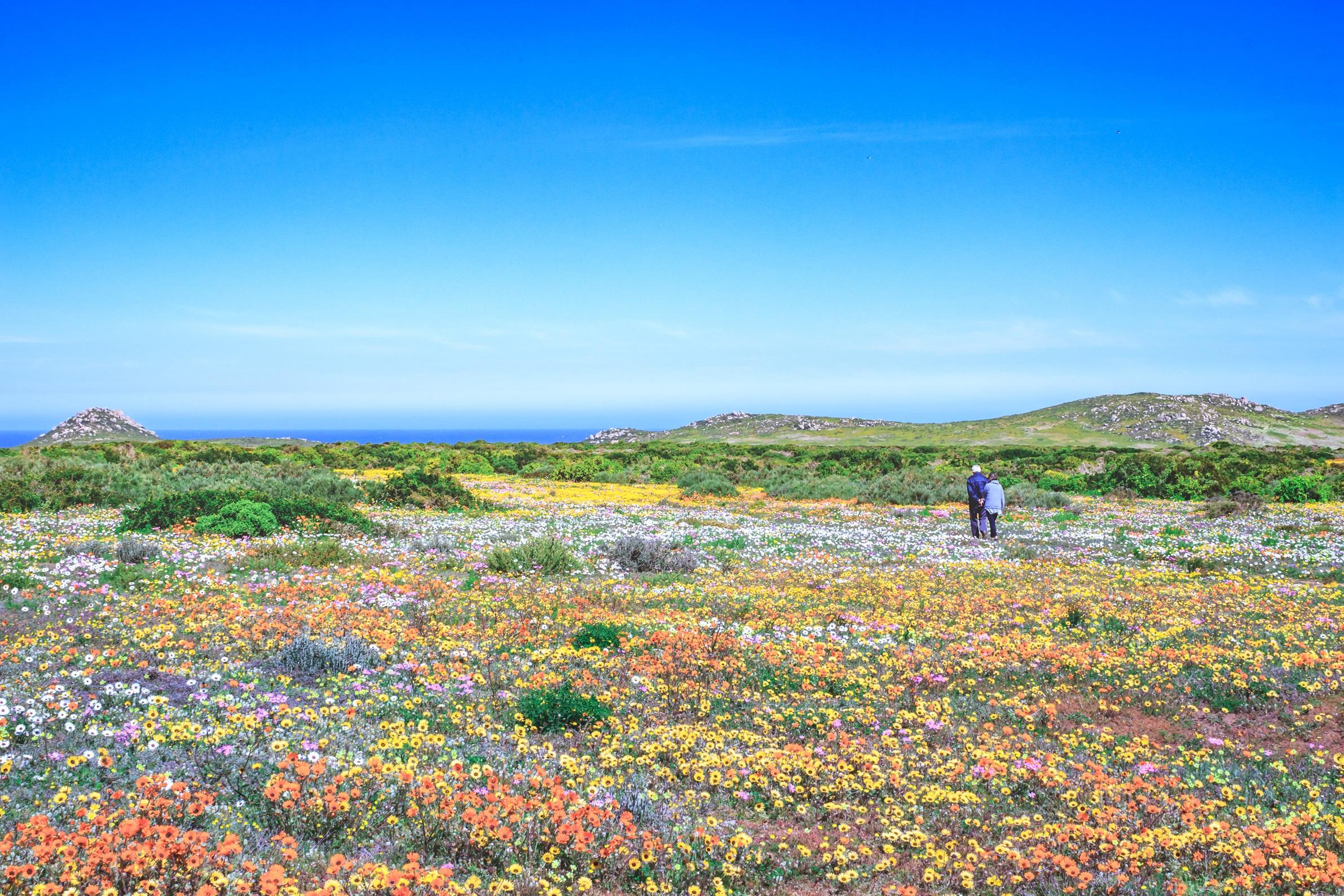 flower-season-at-west-coast-national-park-cape-town-south-africa_395453192.jpeg