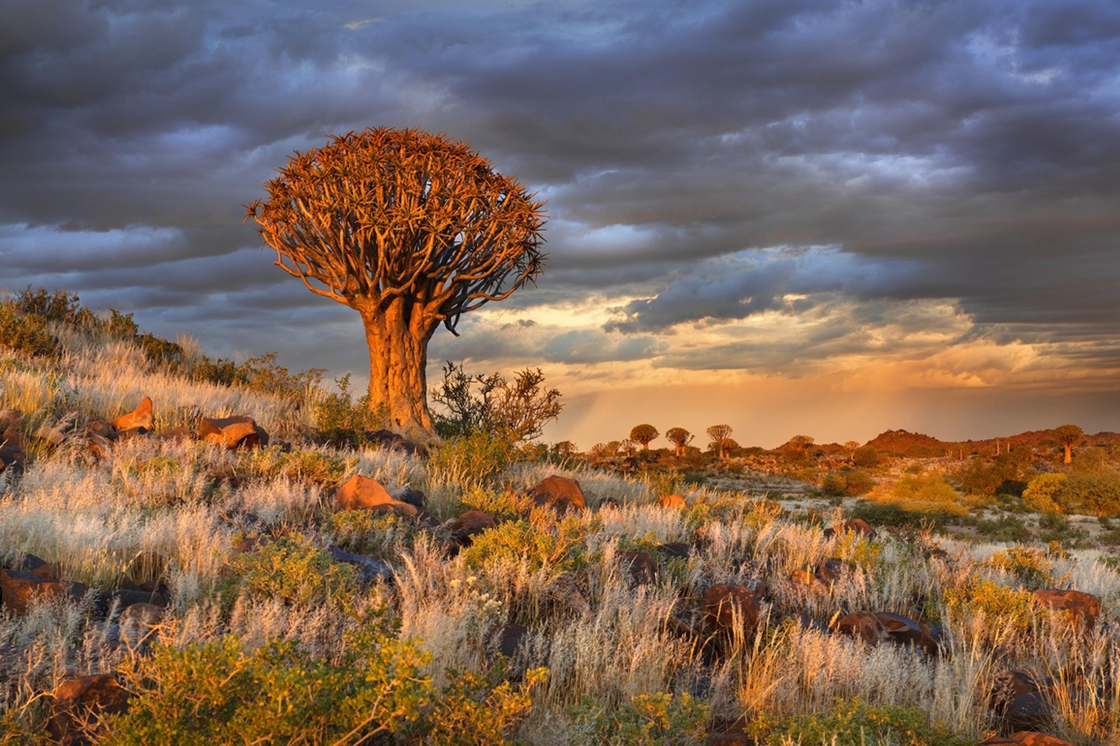 Our Ultimate Etosha National Park Safari Guide