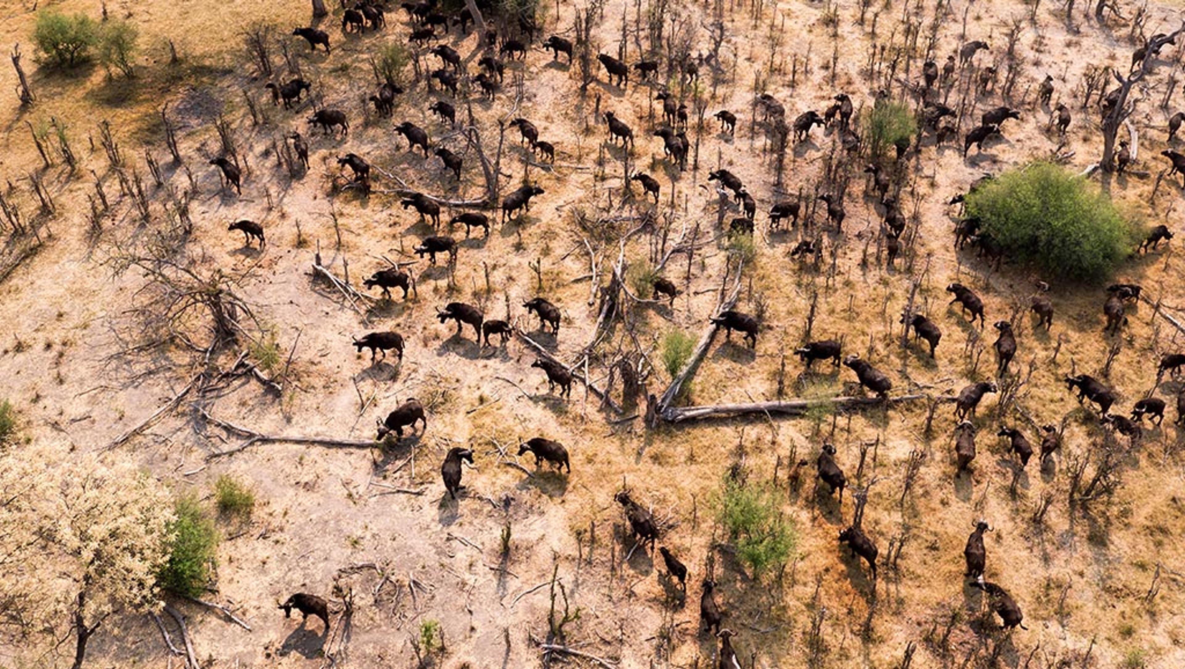 Aerial view of buffalo herd