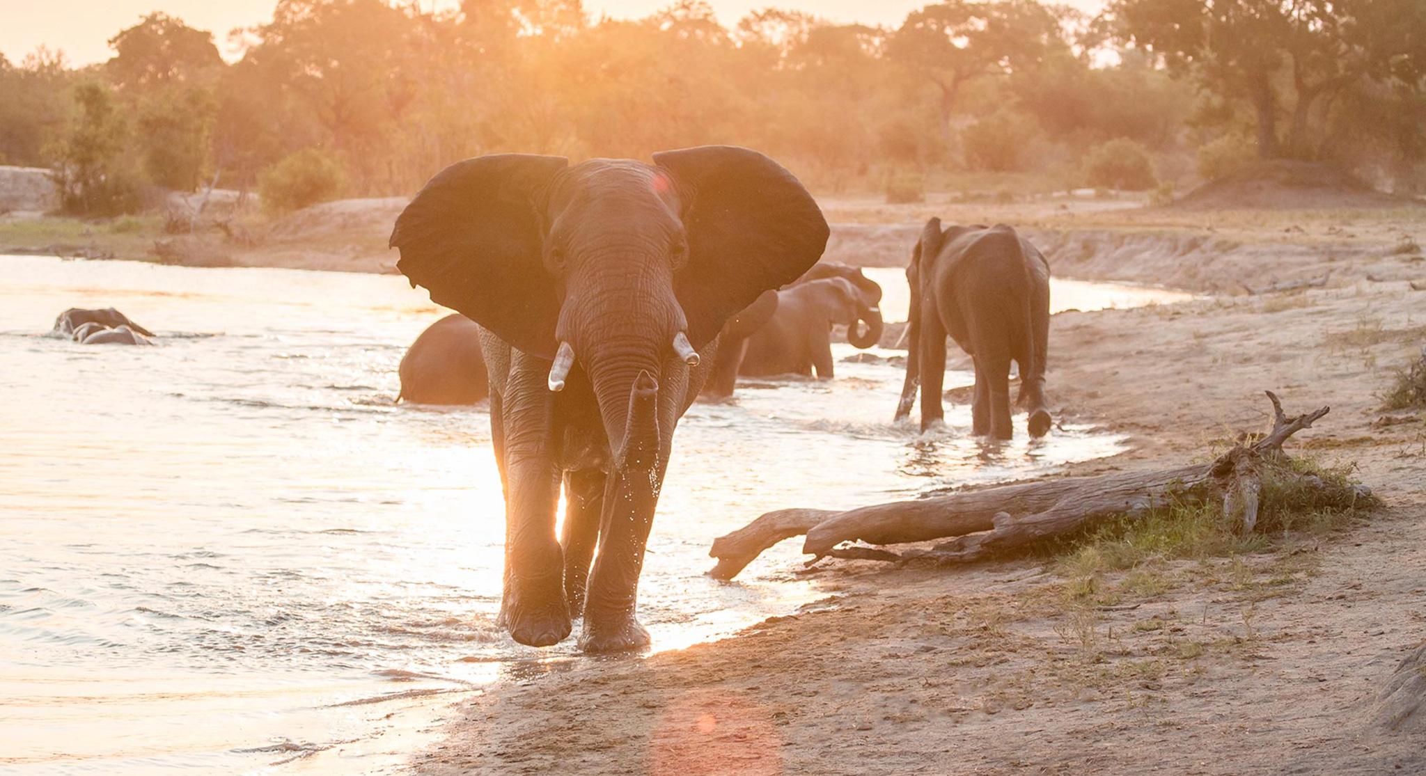 Adrenaline and Adventure: Kruger Park Safari and Victoria Falls Tour