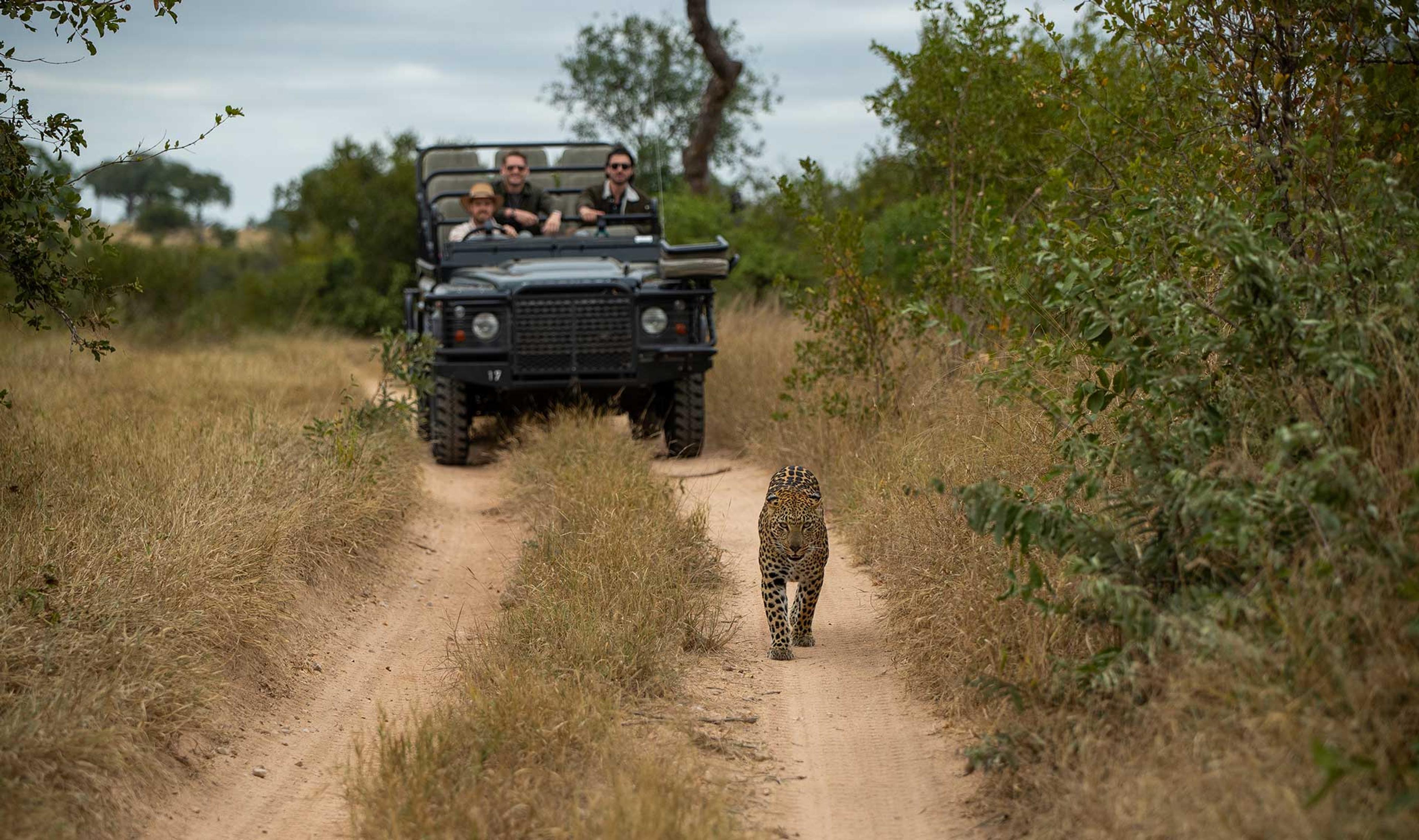 leopard on trail