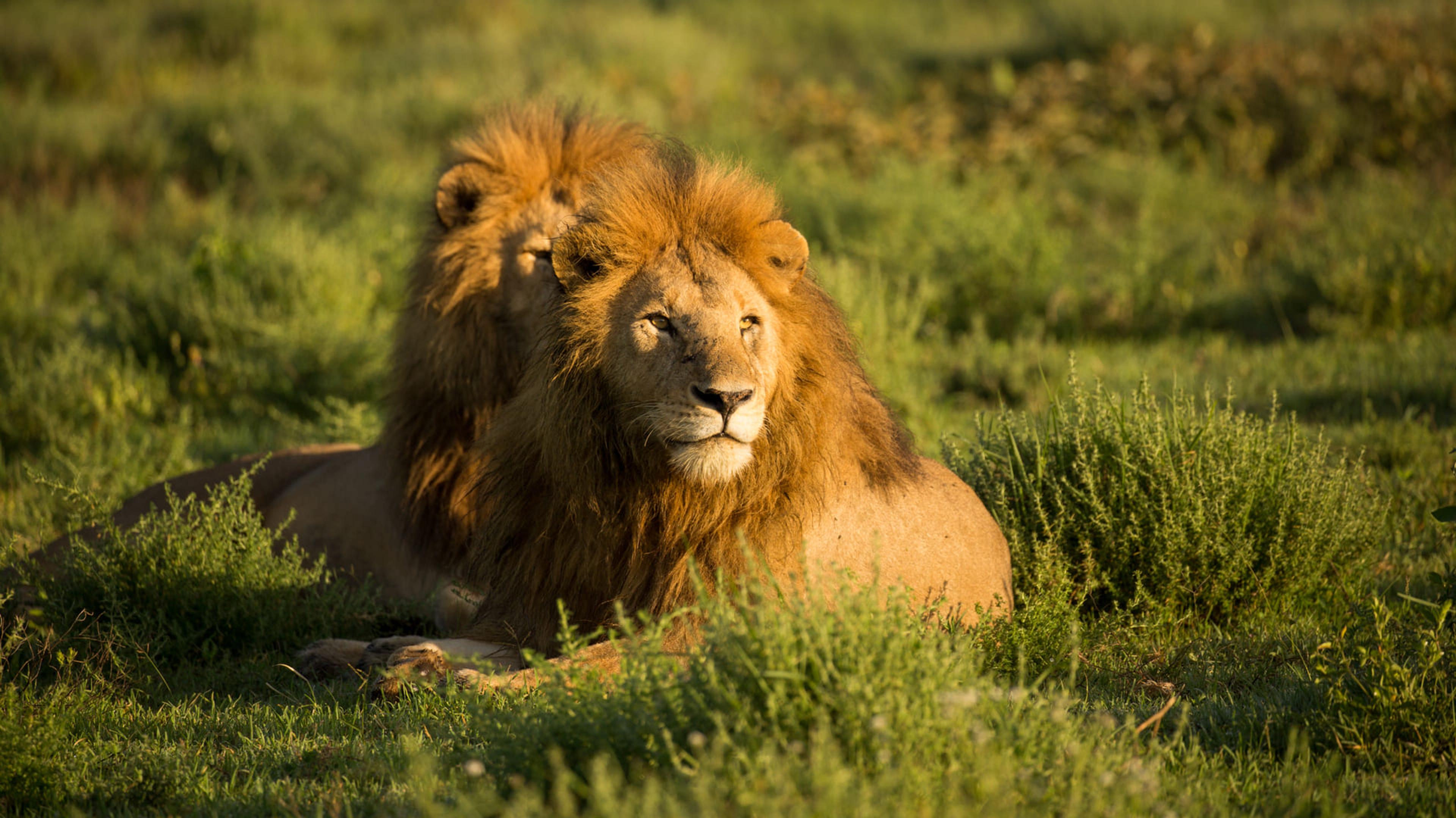 The White Lotus Safari Edition - Serengeti