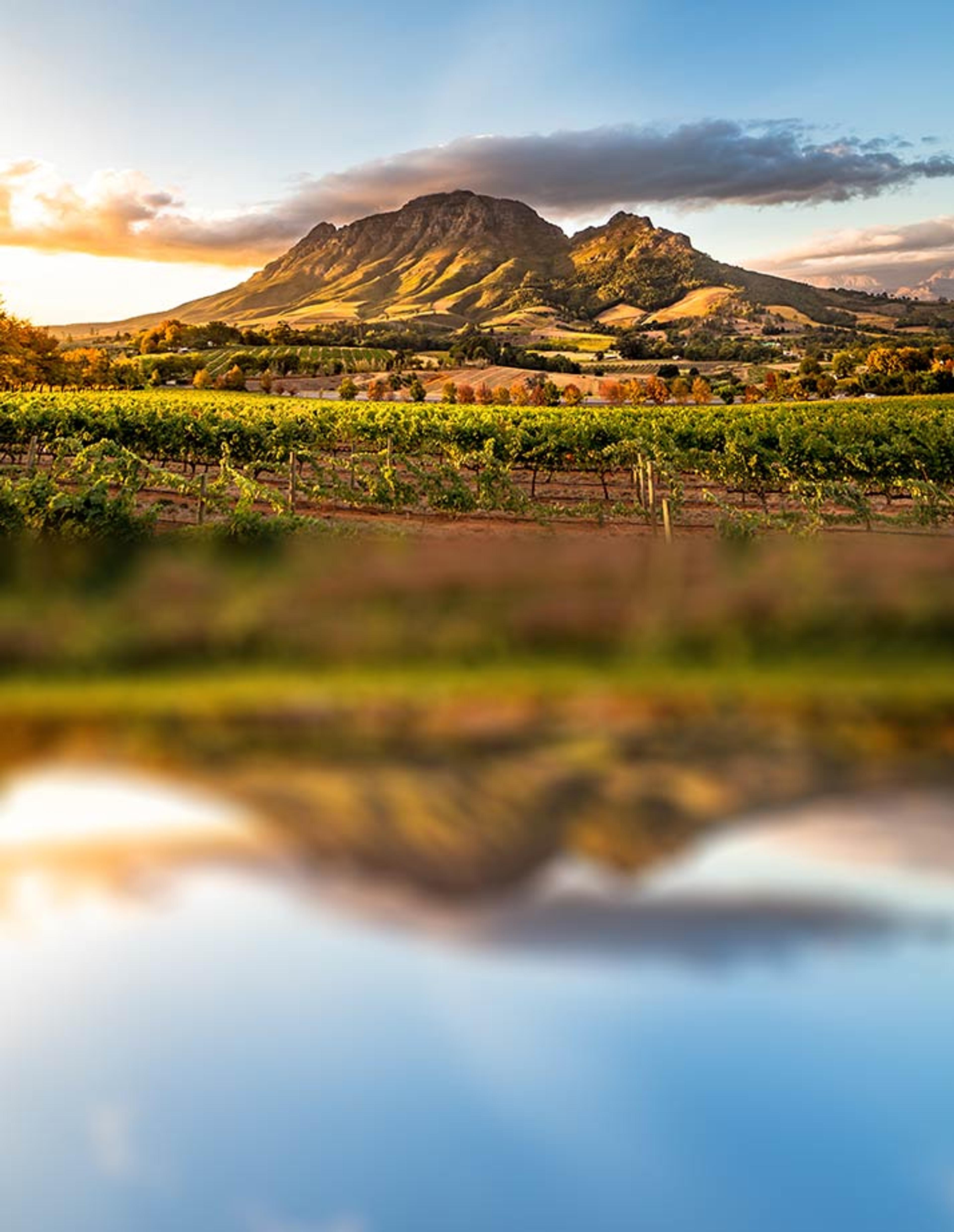 Cape Winelands
