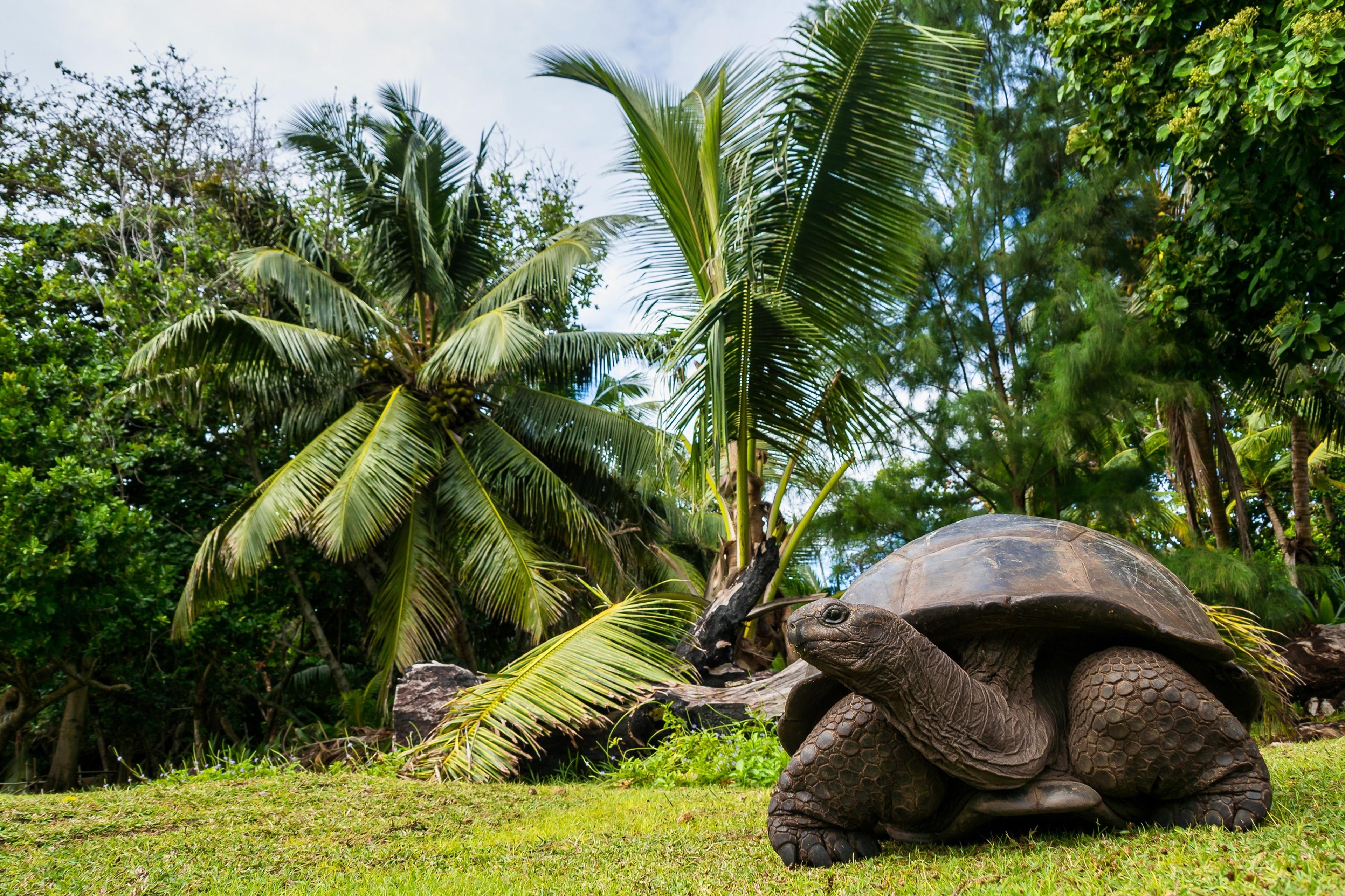 aldabra-giant-tortoise-curieuse-marine-national-park-curieuse-seychelles-AdobeStock_318829964.jpeg