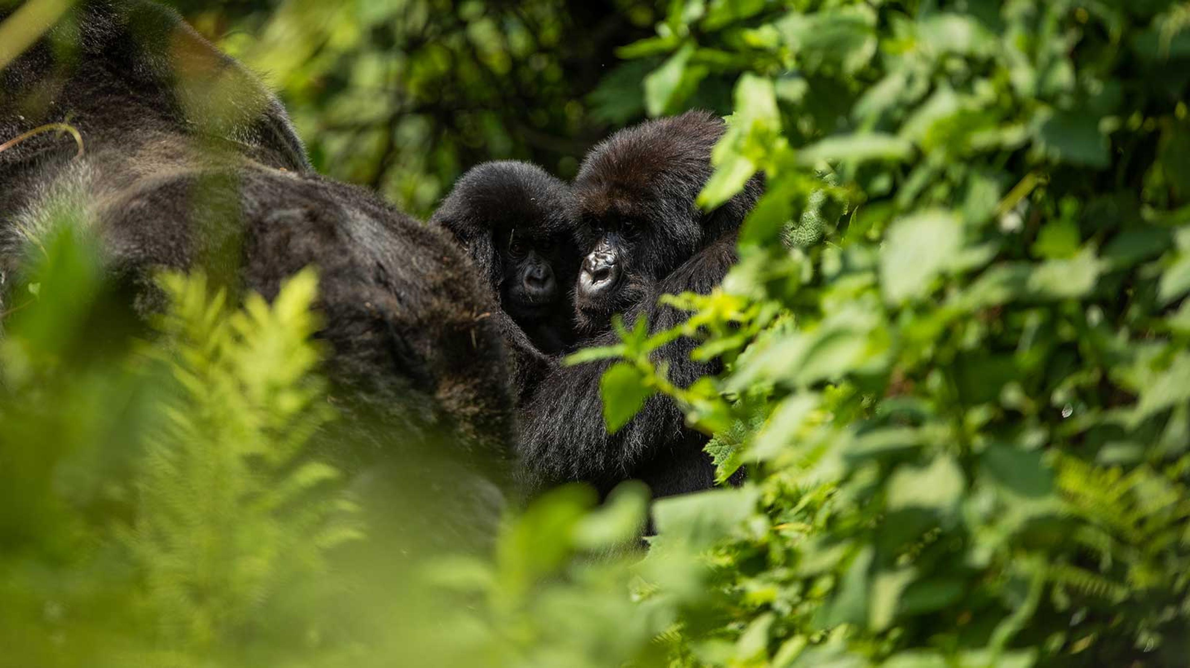 ONE&ONLY GORILLA'S NEST