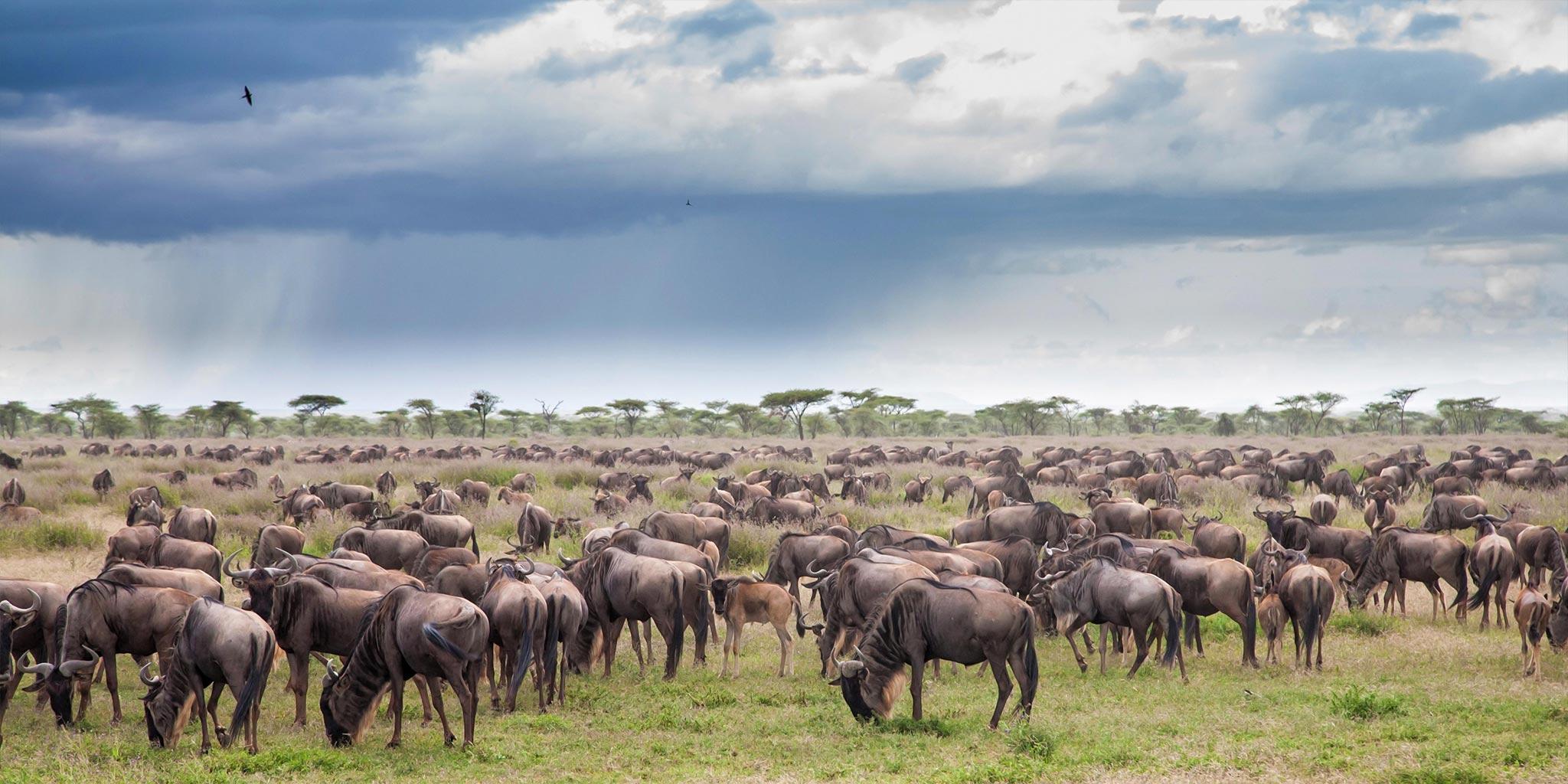01-wildebeest-during-the-big-migration-in-the-serengeti-national-park-in-may_290748522.jpg