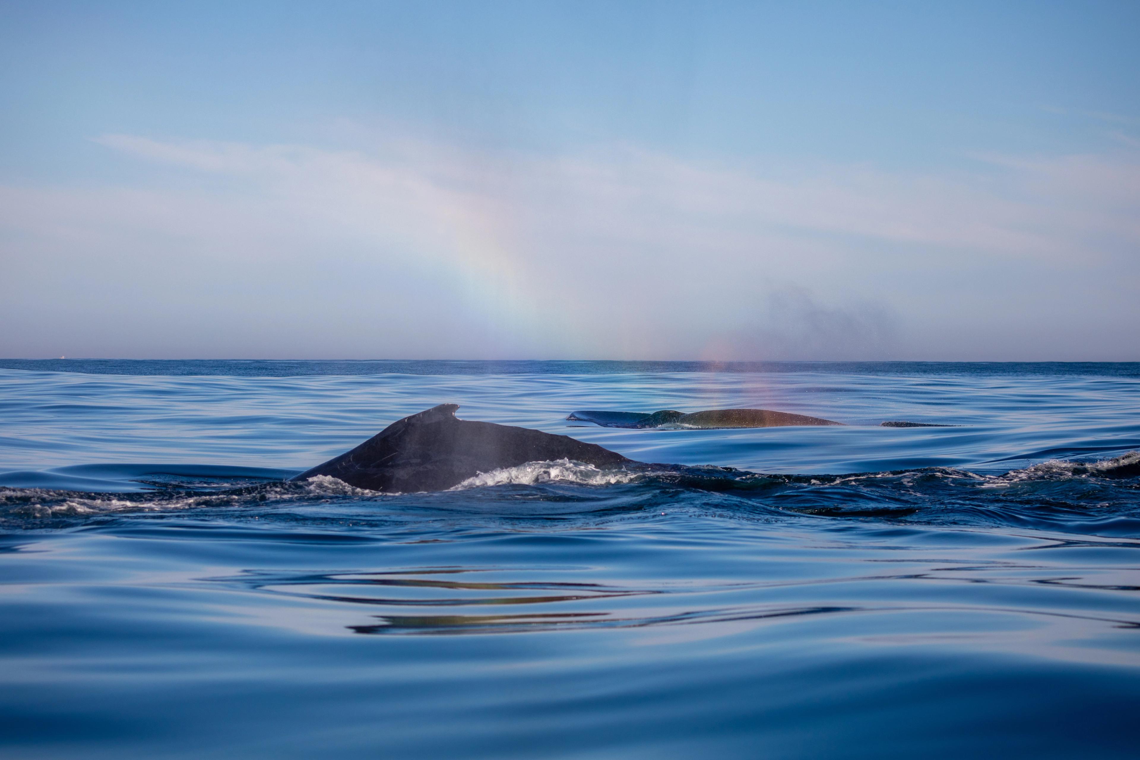 Your Fabulous Guide to Whale-Watching in South Africa