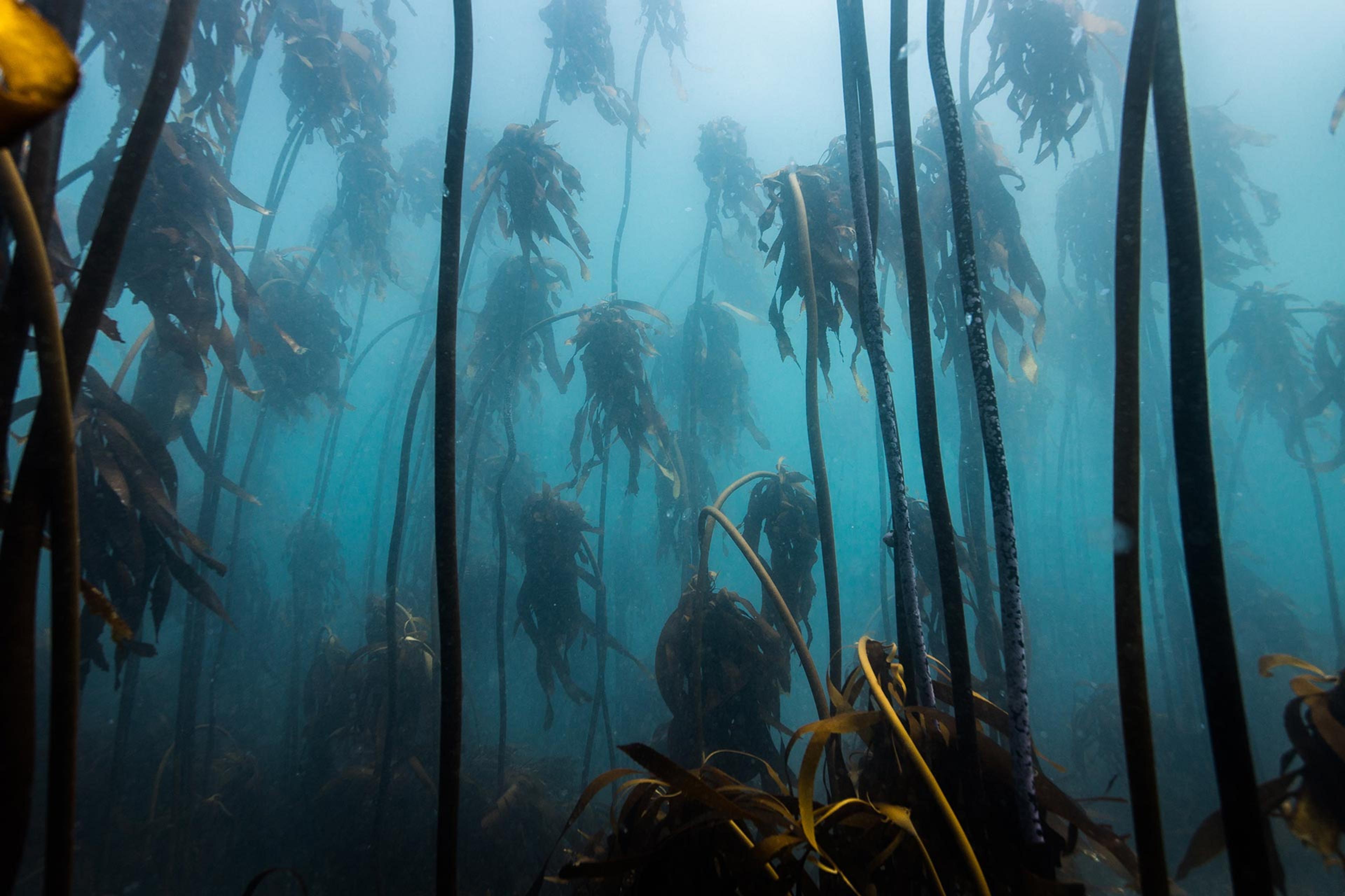 Kelp forest