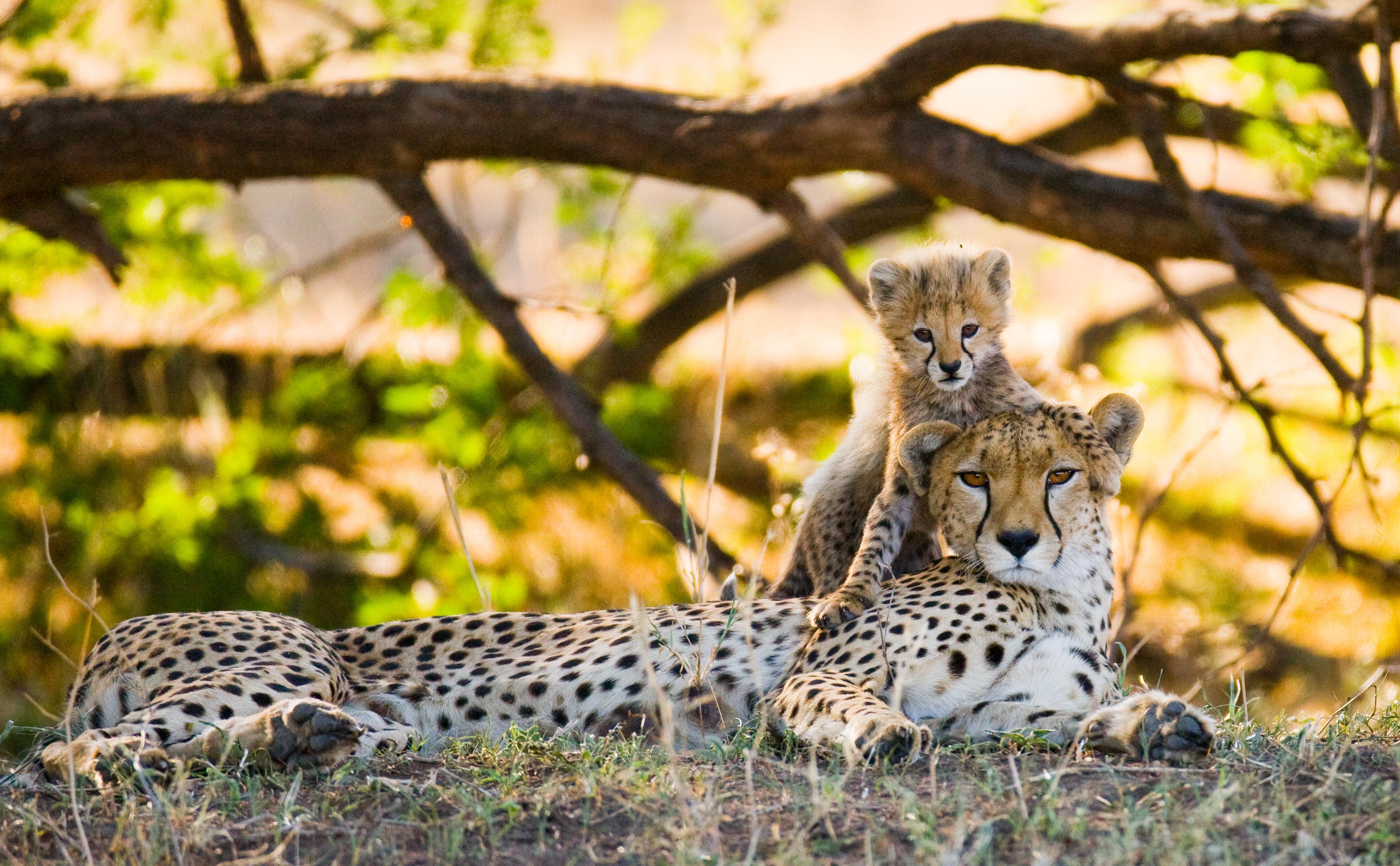 mother-cheetah-and-her-cub-in-the-savannah-kenya-tanzania-africa-national-park-serengeti-maasai-mara_100367540.jpeg