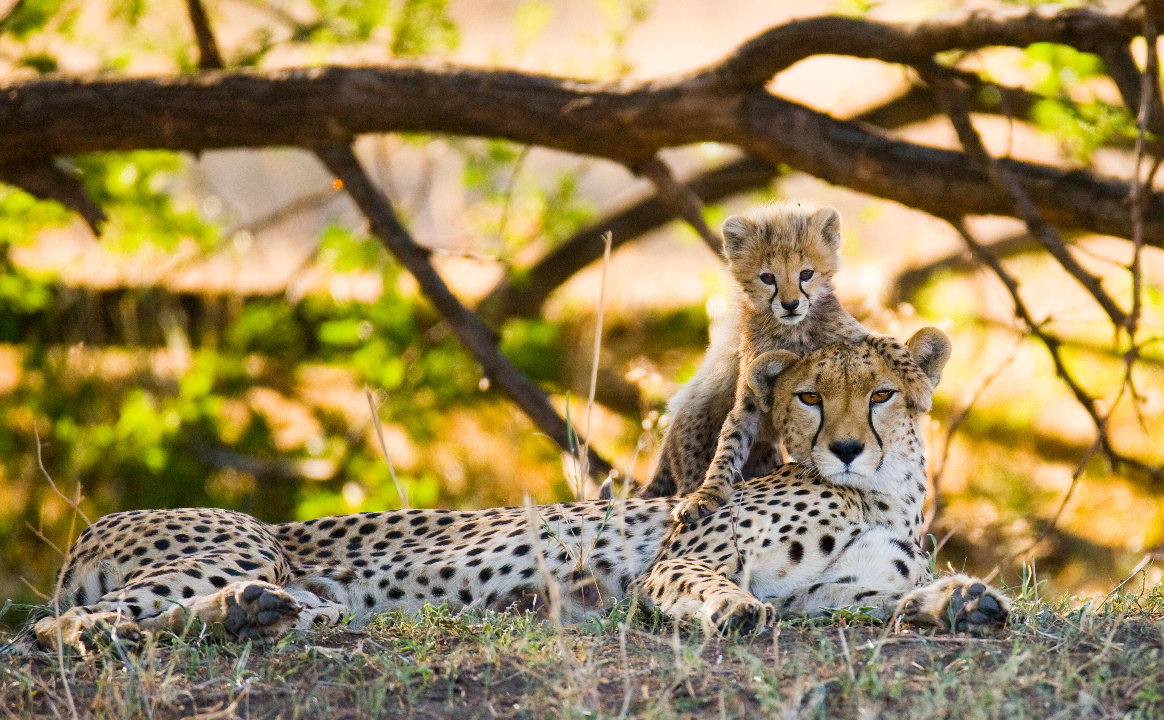 mother-cheetah-and-her-cub-in-the-savannah-kenya-tanzania-africa-national-park-serengeti-maasai-mara_100367540.jpeg