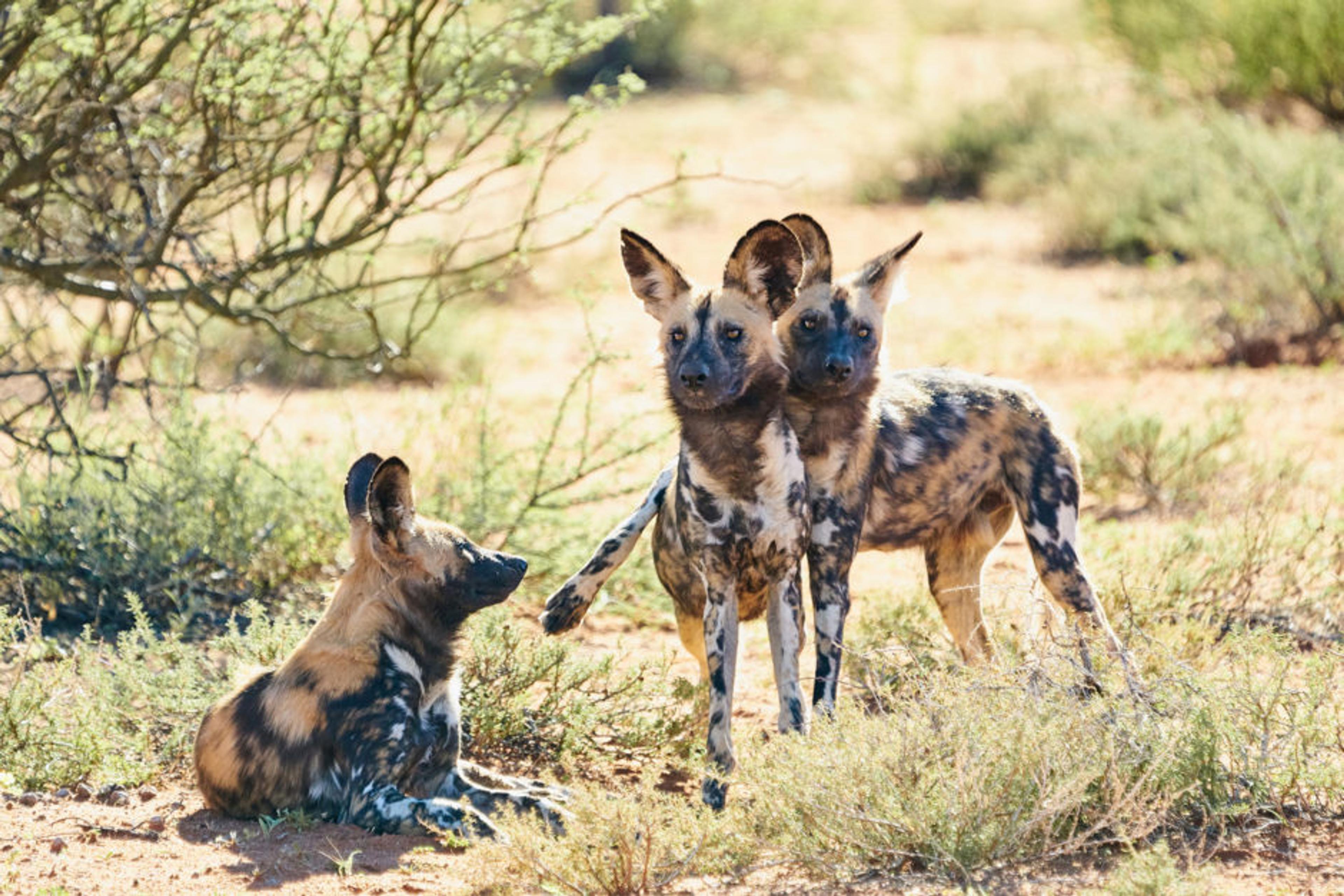 tswalu-kalahari-wildlife-wild-dogs-01-940x627.jpg