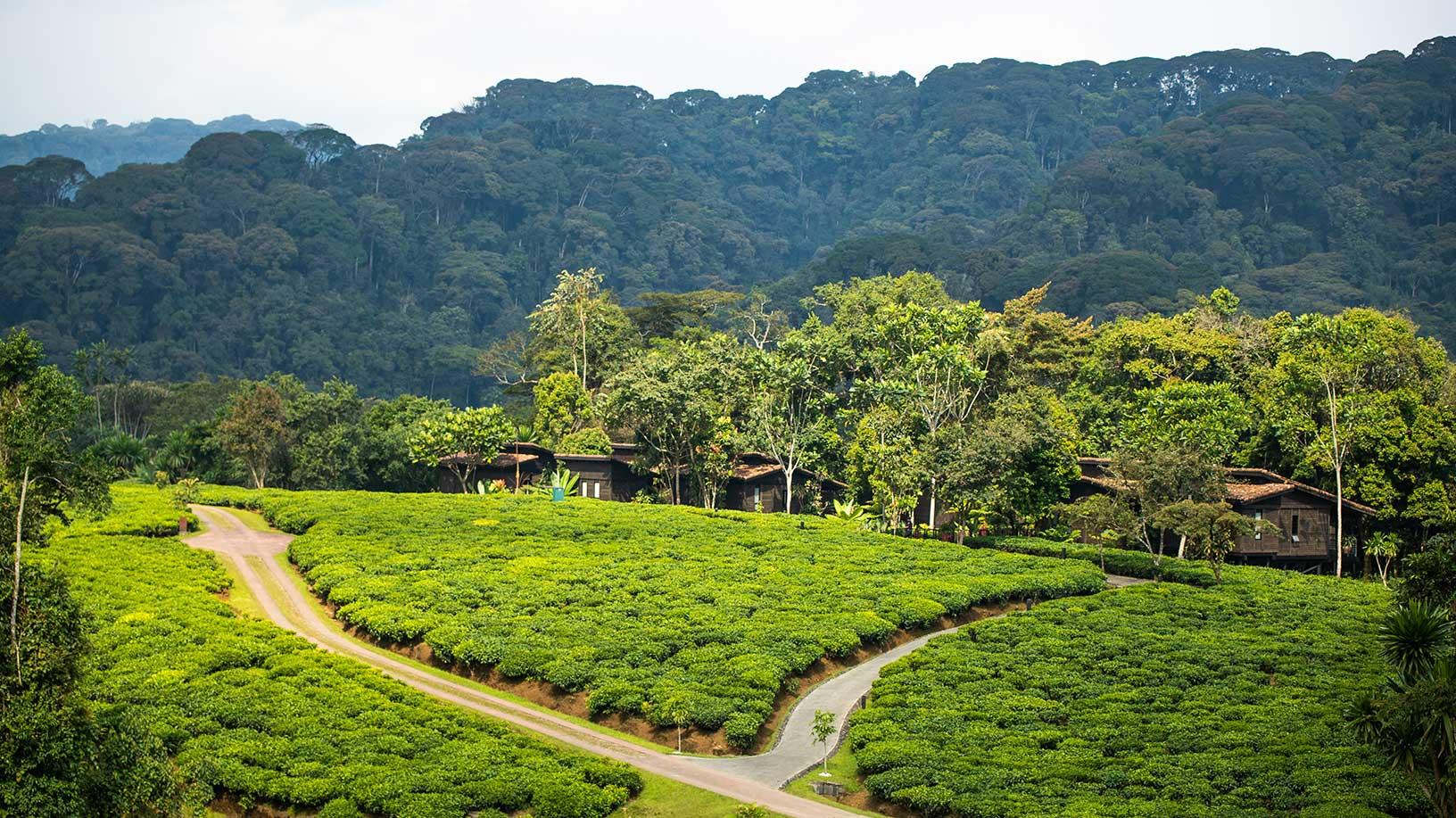 ONE&ONLY NYUNGWE HOUSE