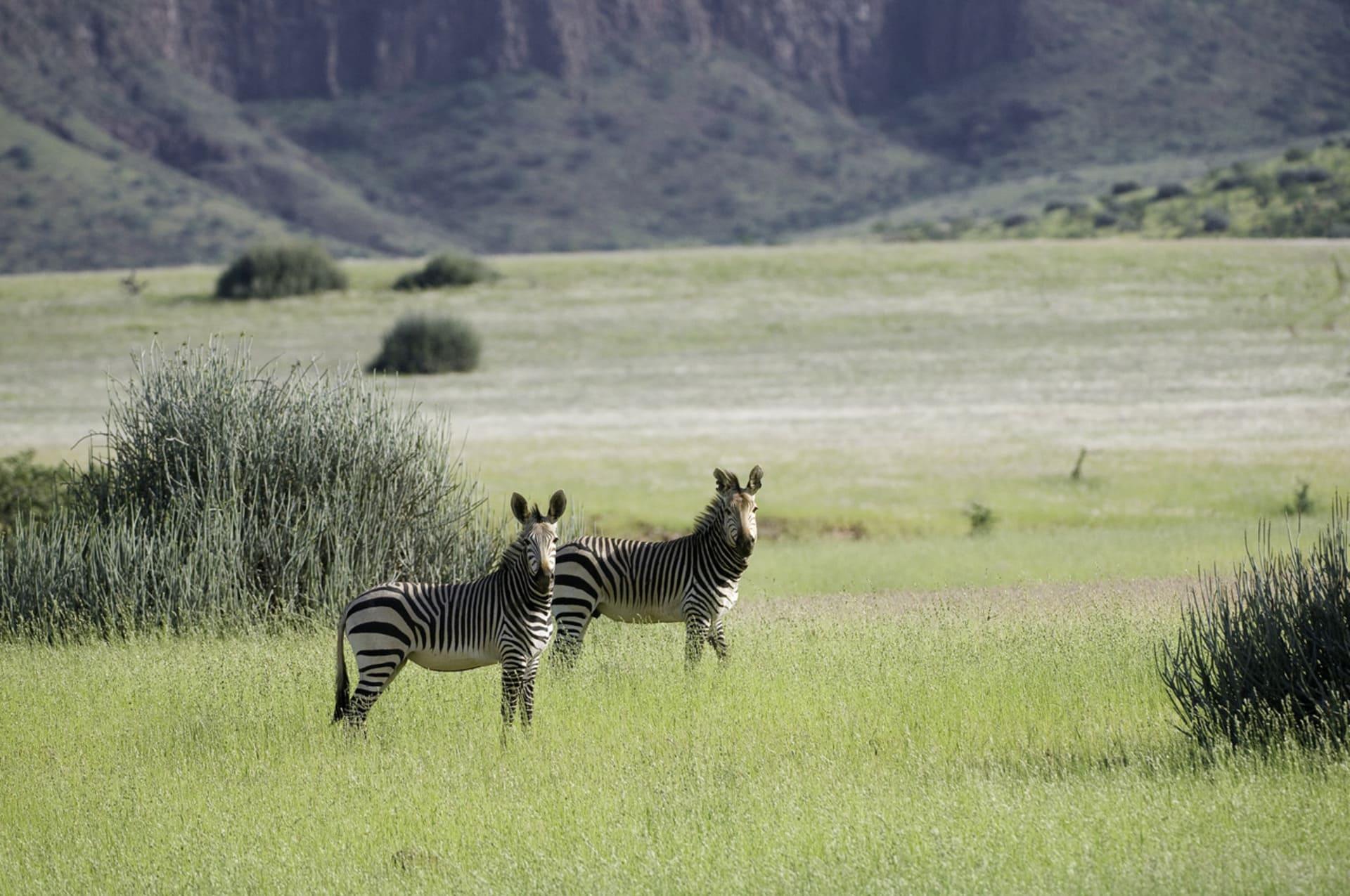 wilderness damaraland zebra.jpg