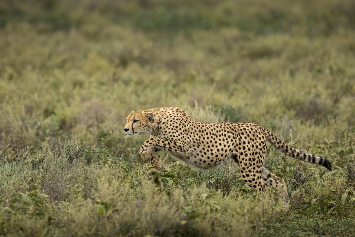 9.cheetah-begins-running-while-chasing-down-wildebeest-calf-on-ndutu-plains_413066271.jpg