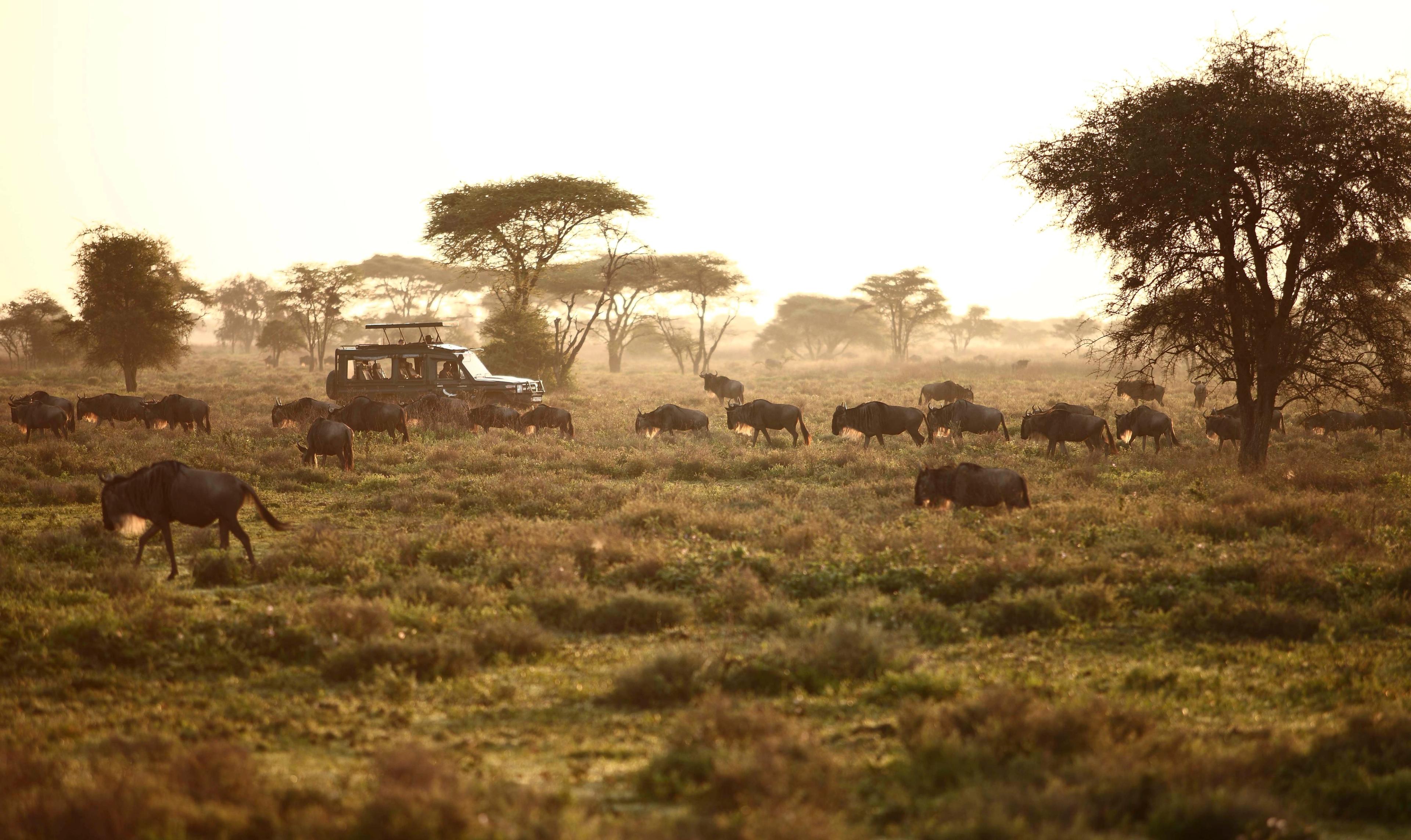 serengeti-under-canvas-activities-game-drive-04.jpg