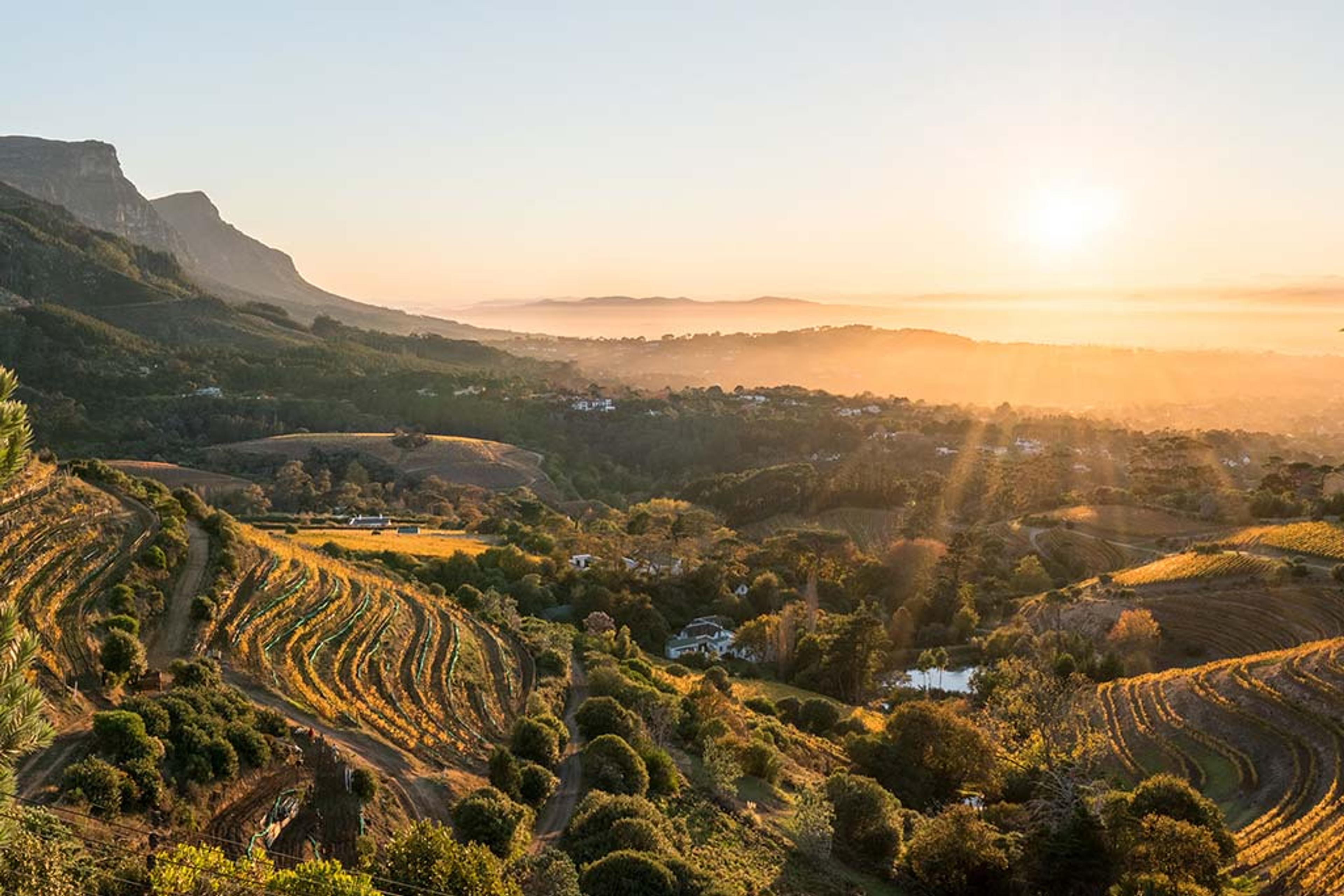 Top 12 Cape Winelands Wine Farms