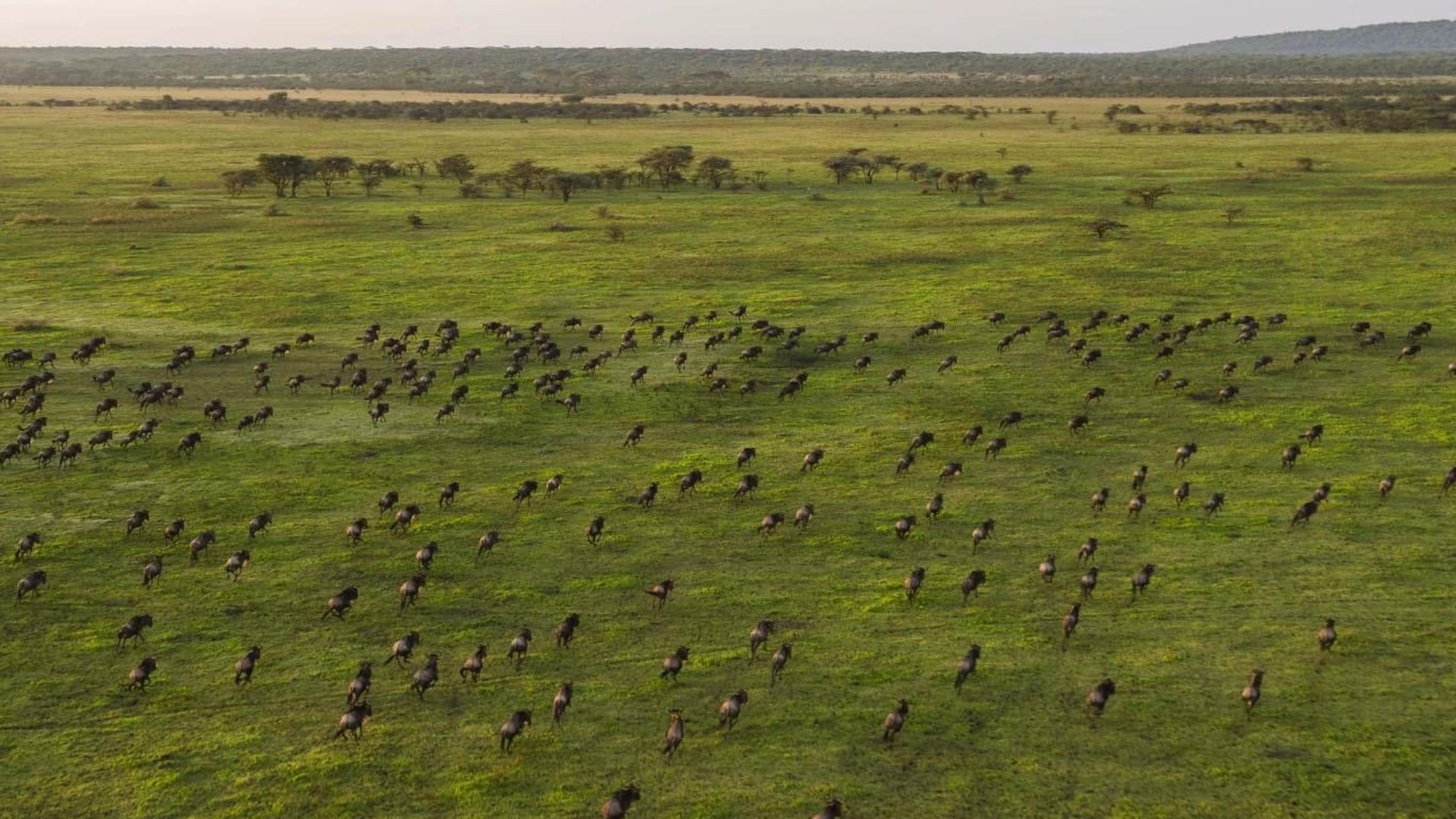 Legendary Great Migration - Serengeti Camp