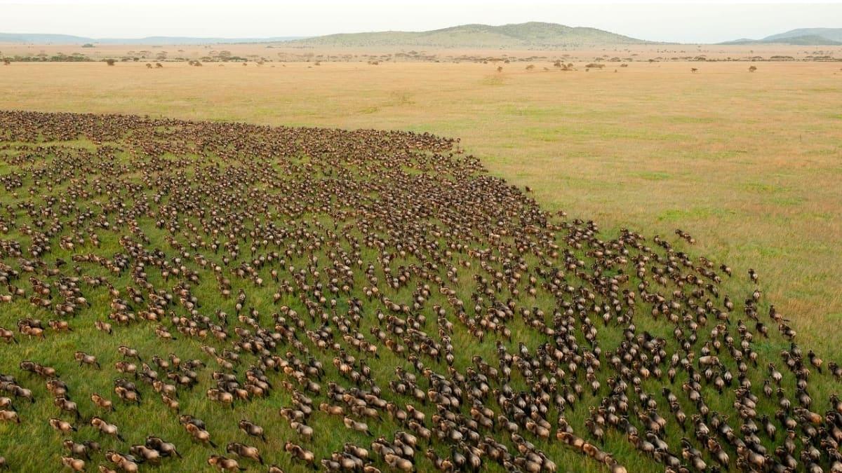 11-Wildebeest-Migration-Serengeti-Plains.jpg