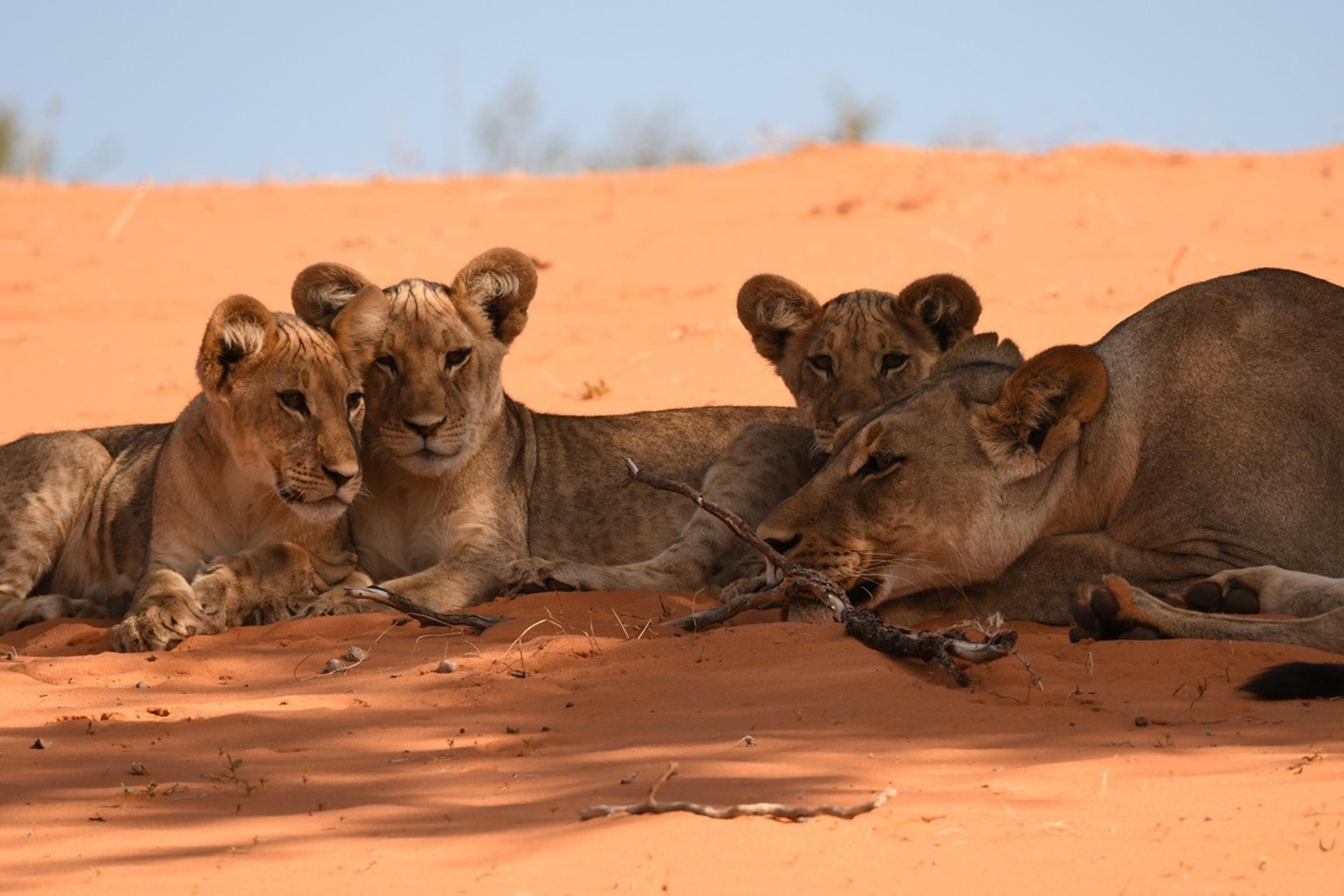 3. Josef-The-Kalahari-Namibia.jpg