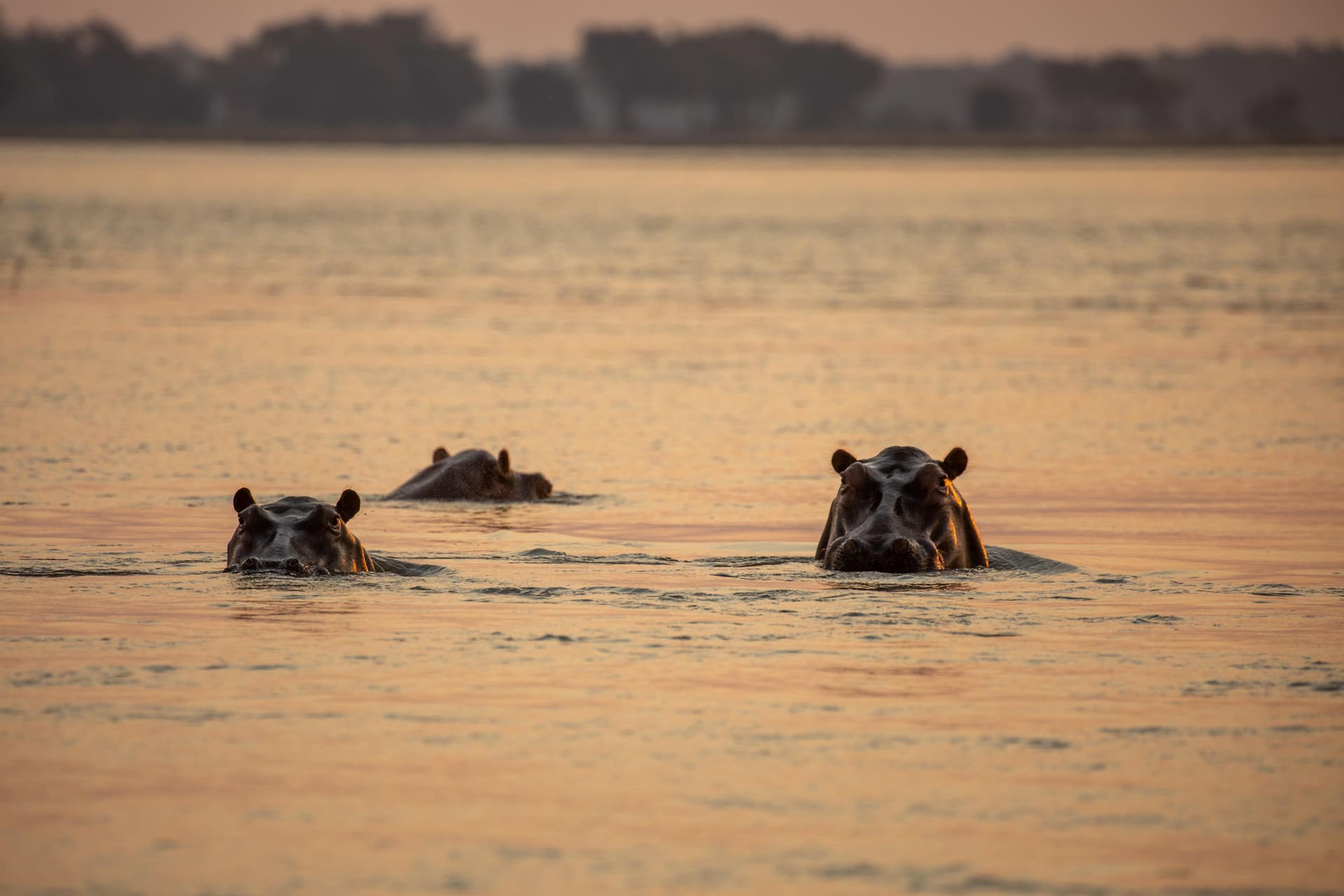 mana-pools-zambezi-hippos-hanli-matthee.jpg