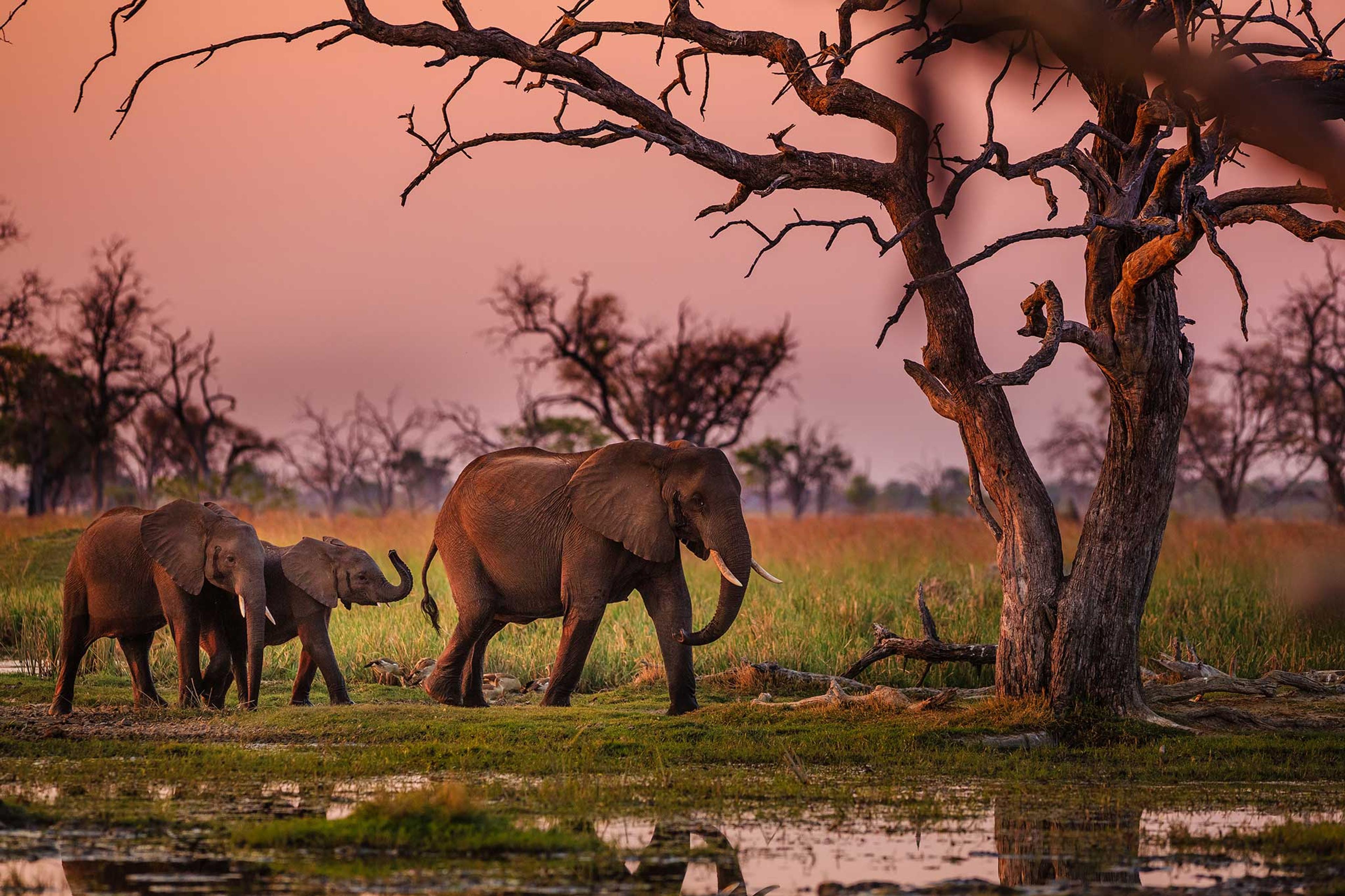 2. elephants-in-moremi-national-park-botswana.jpg