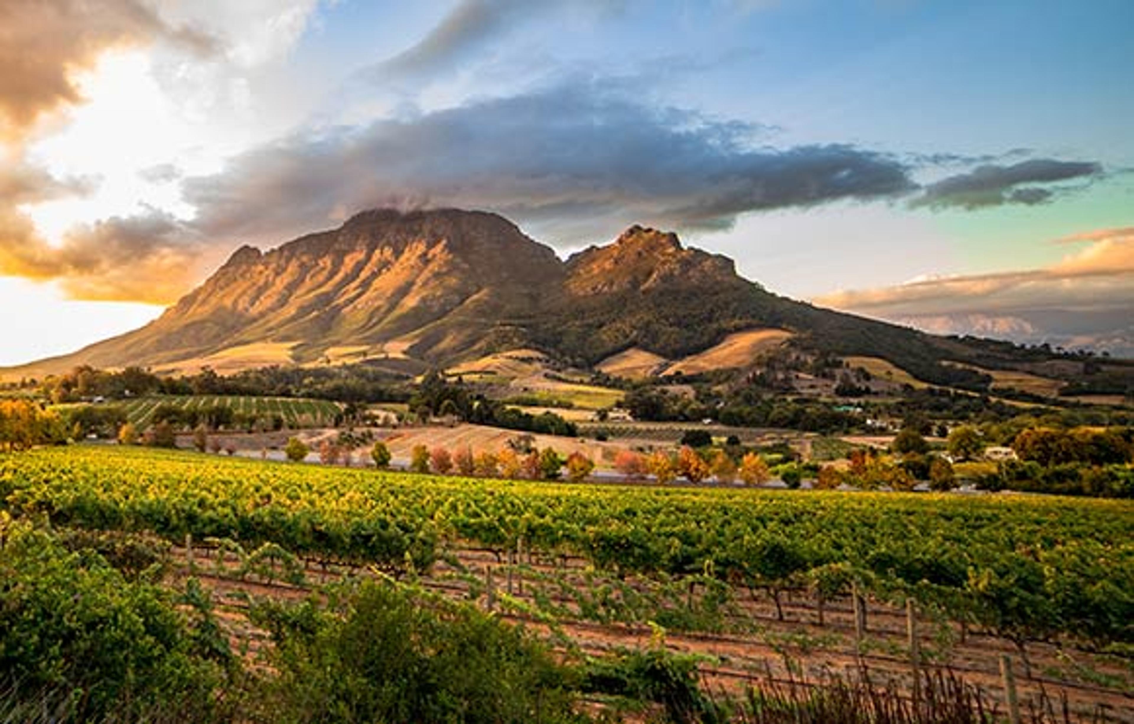 Cape Winelands